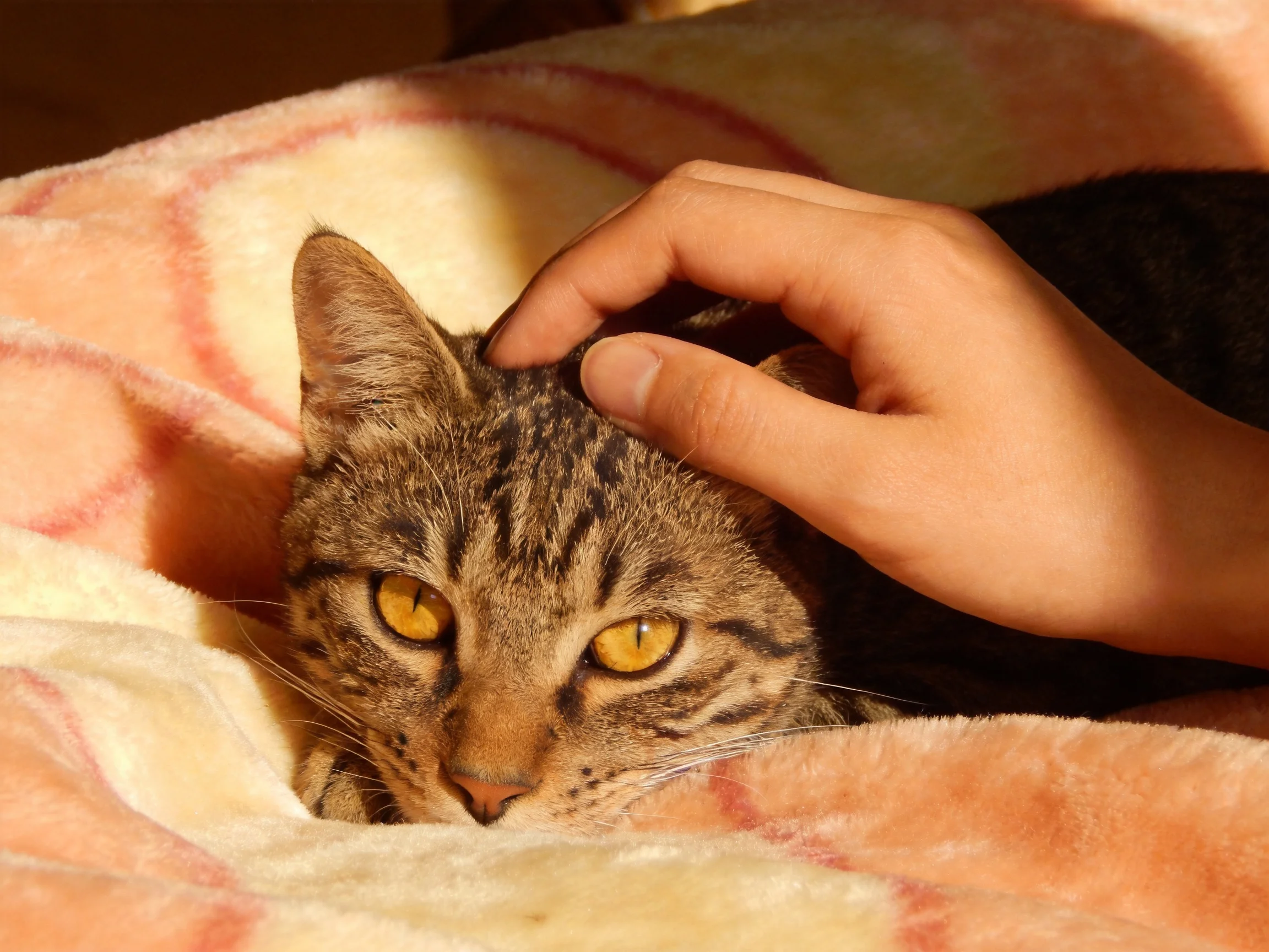 A tabby cat lies under a pink blanket as a hand pets it.