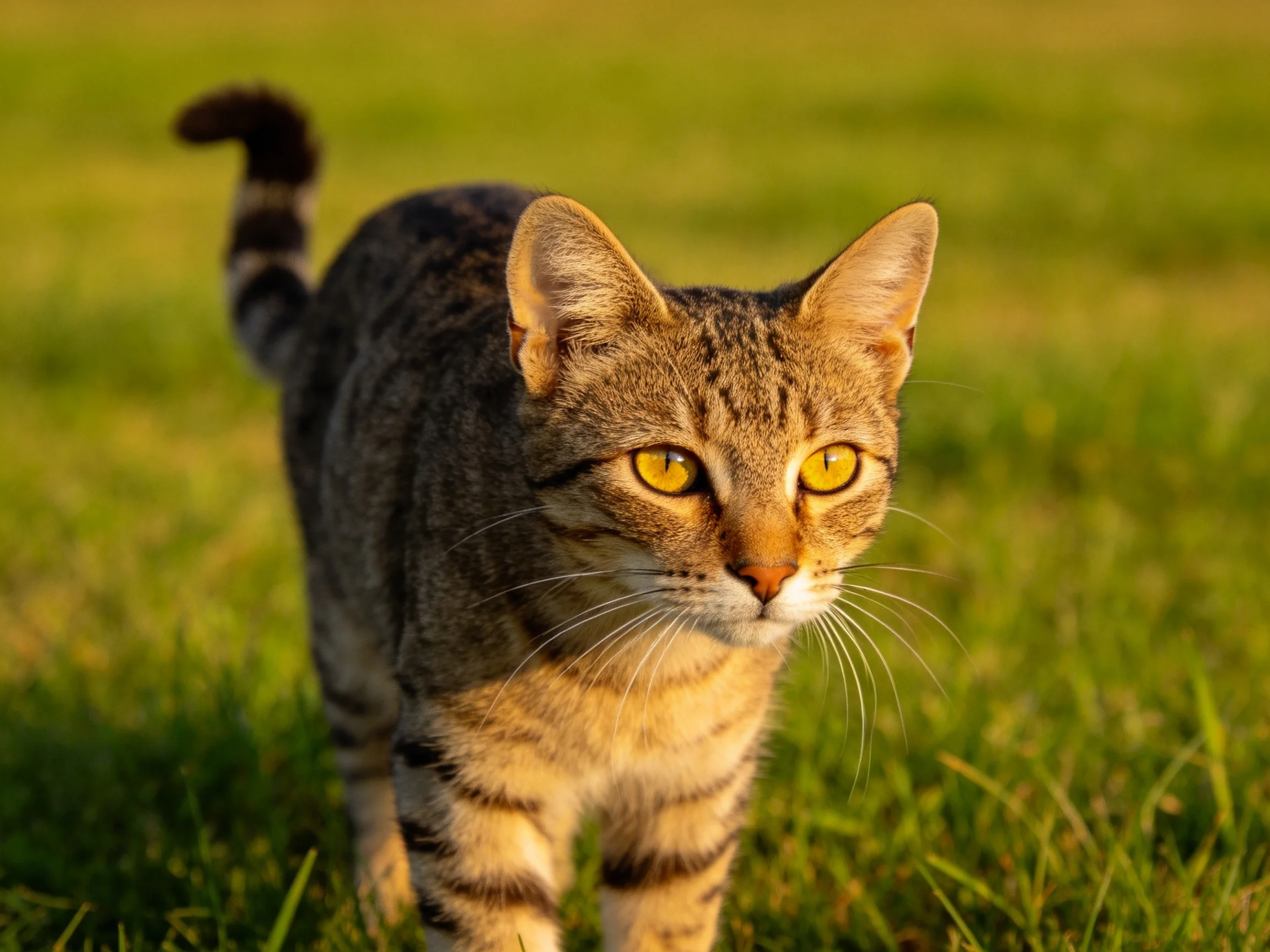 A tabby cat with bright yellow eyes walks through a sunlit grassy area.