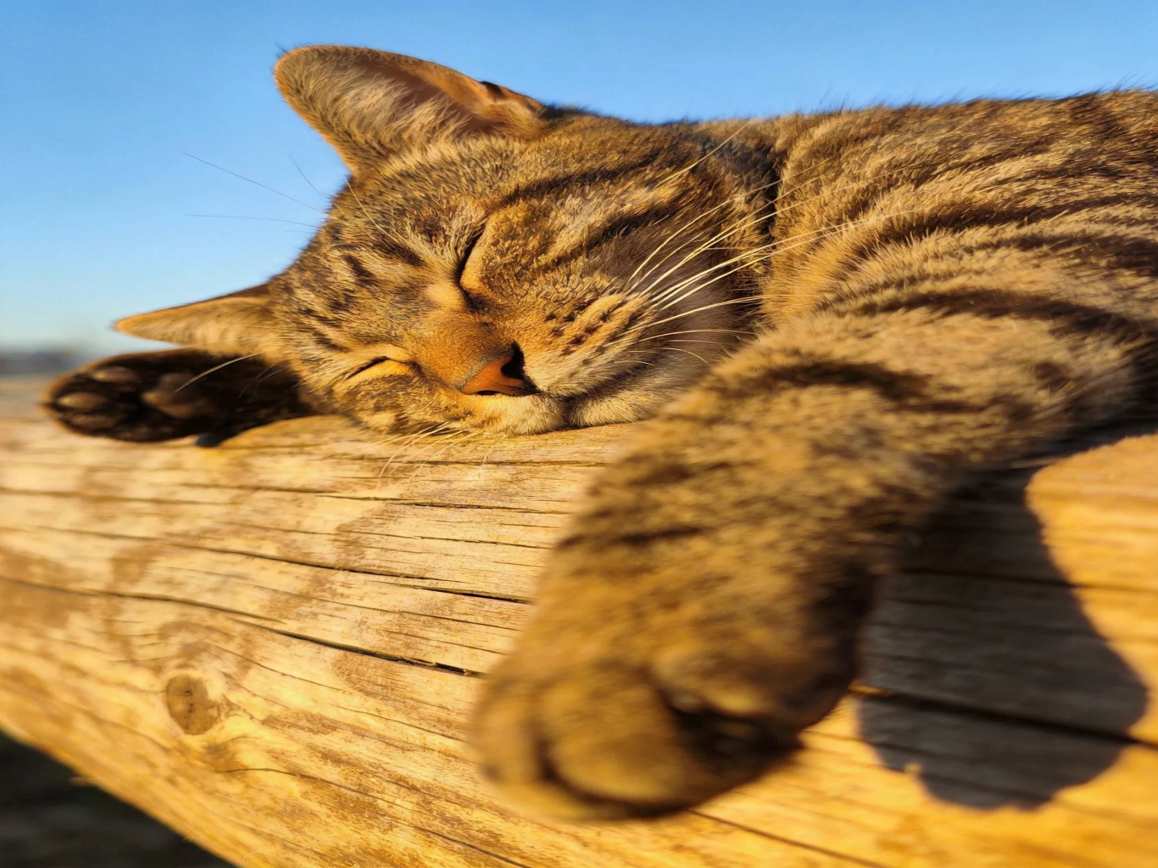 A tabby cat sleeps on an aged wooden beam in bright daylight.
