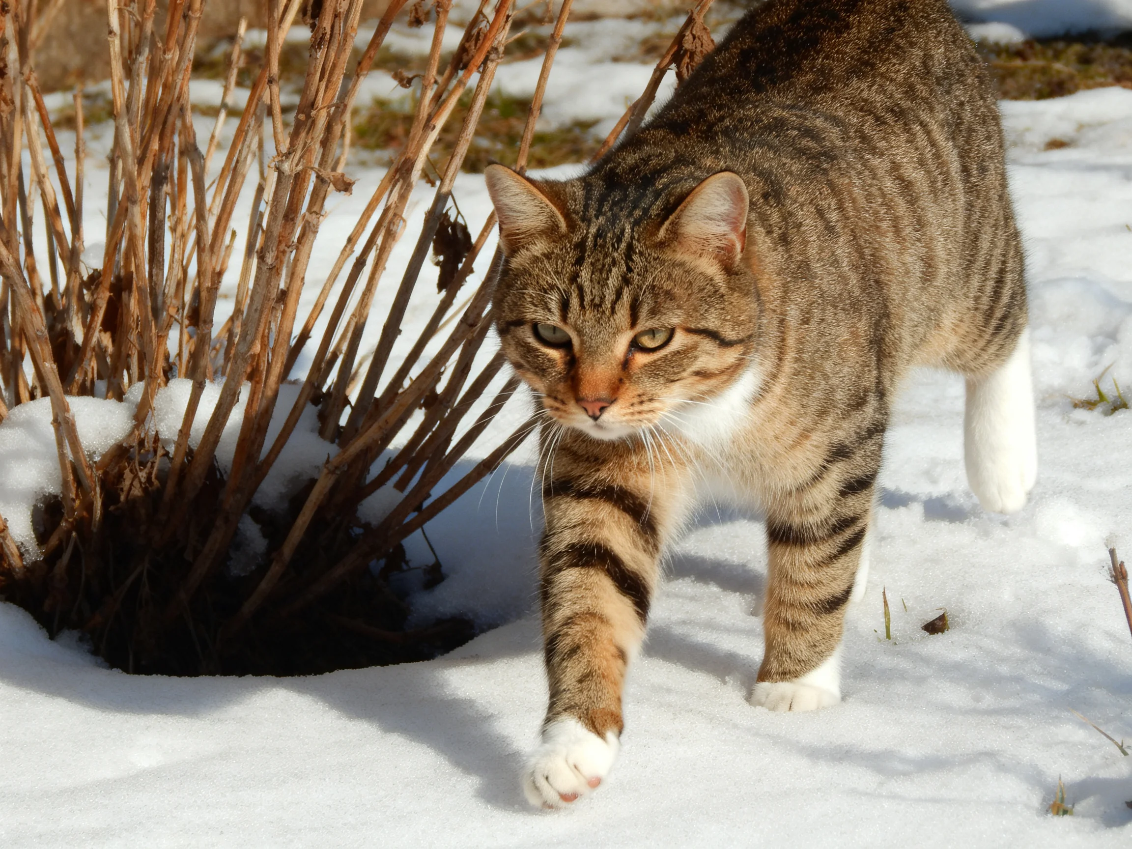 A tabby cat with brown and black stripes moves through snow near dried vegetation.