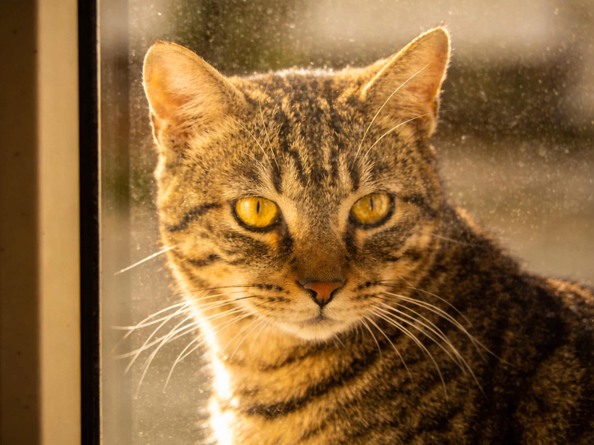 A tabby cat with golden eyes sits near a sunlit window.
