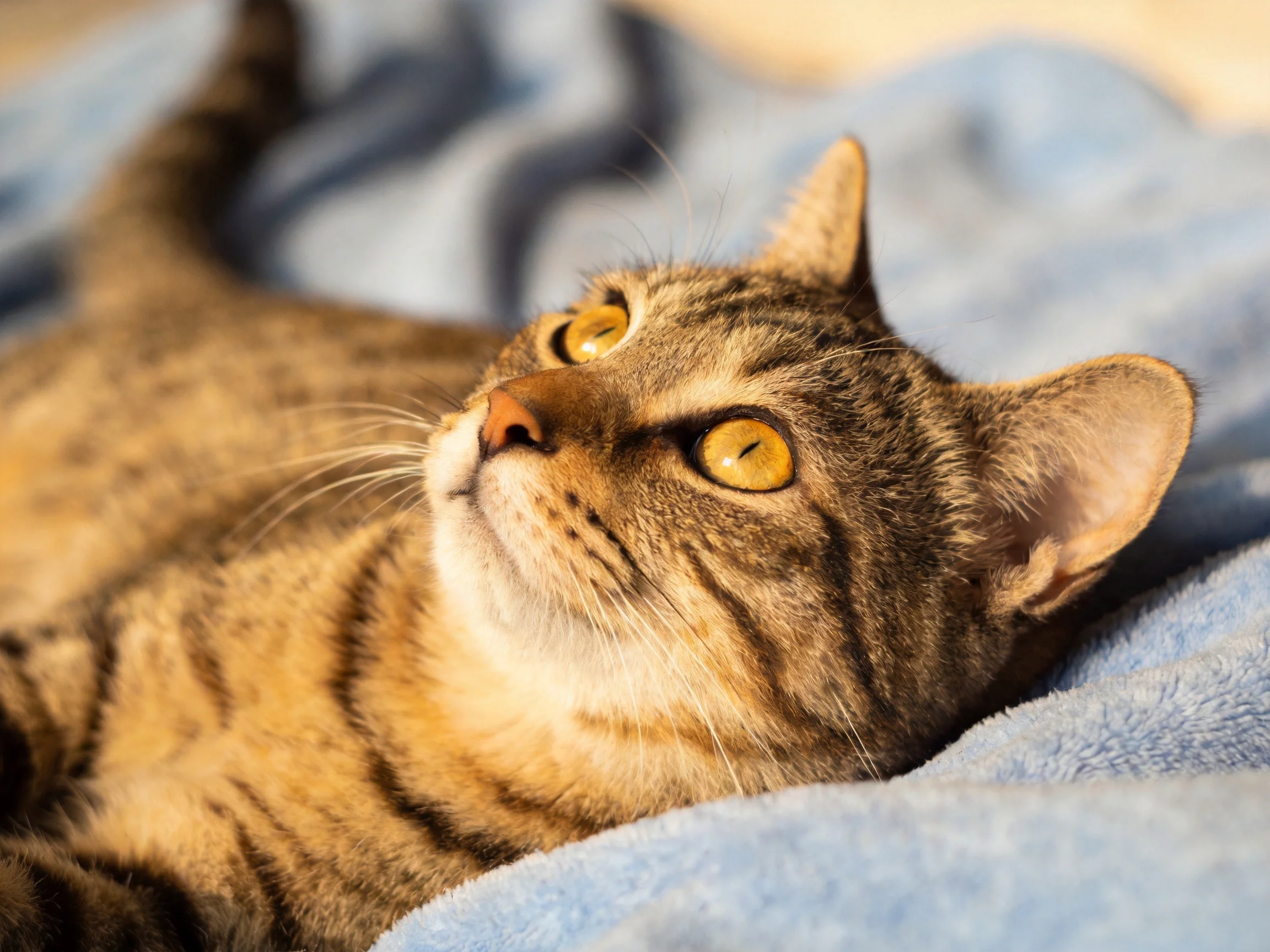 A tabby cat with golden eyes relaxes on a soft blue towel