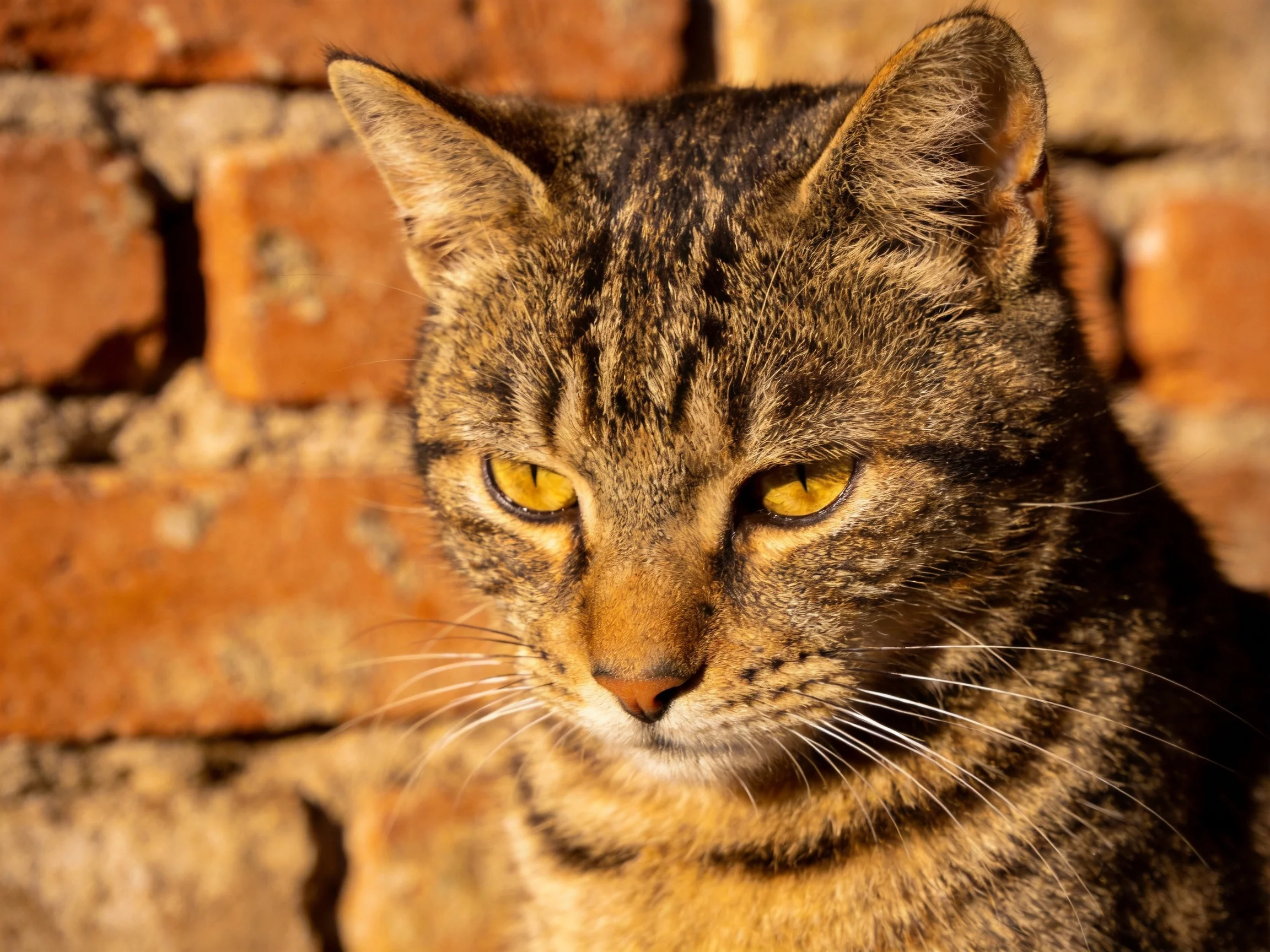 A tabby cat with golden eyes rests near an aged brick wall.