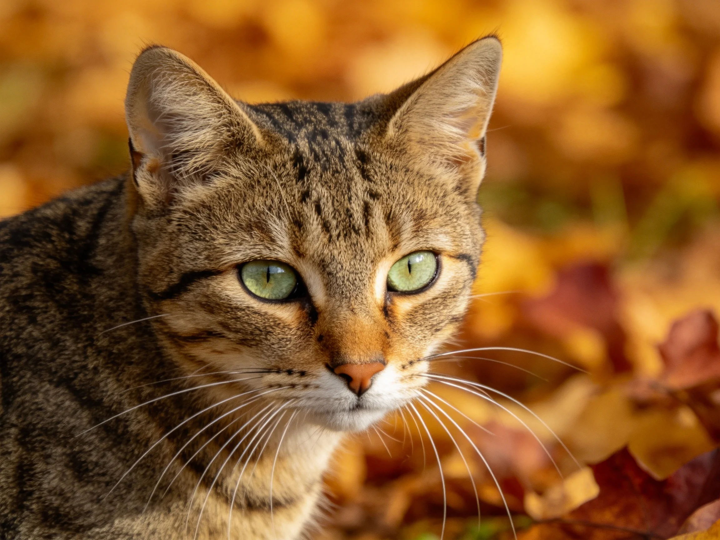 A tabby cat with green eyes sits among autumn leaves in a sunlit outdoor scene.