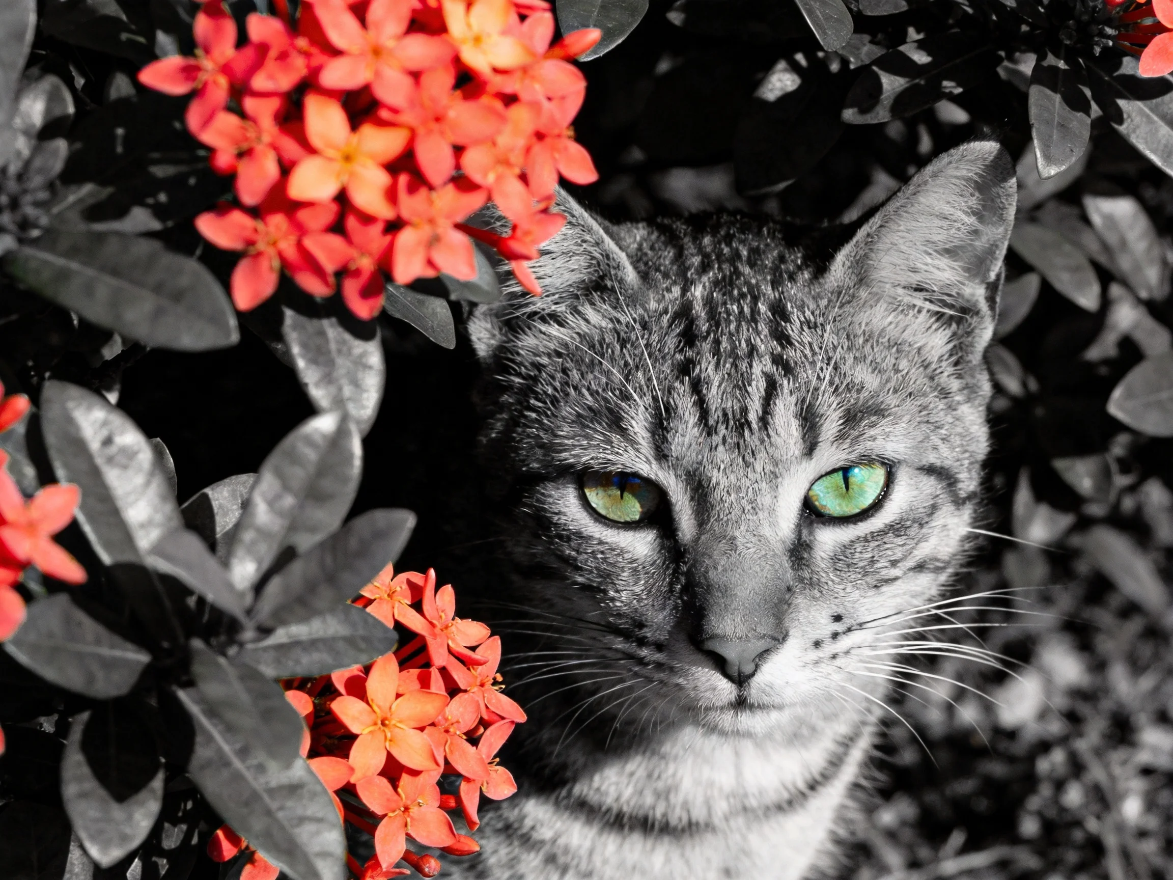 A tabby cat with green eyes amidst vibrant orange flowers and dark foliage