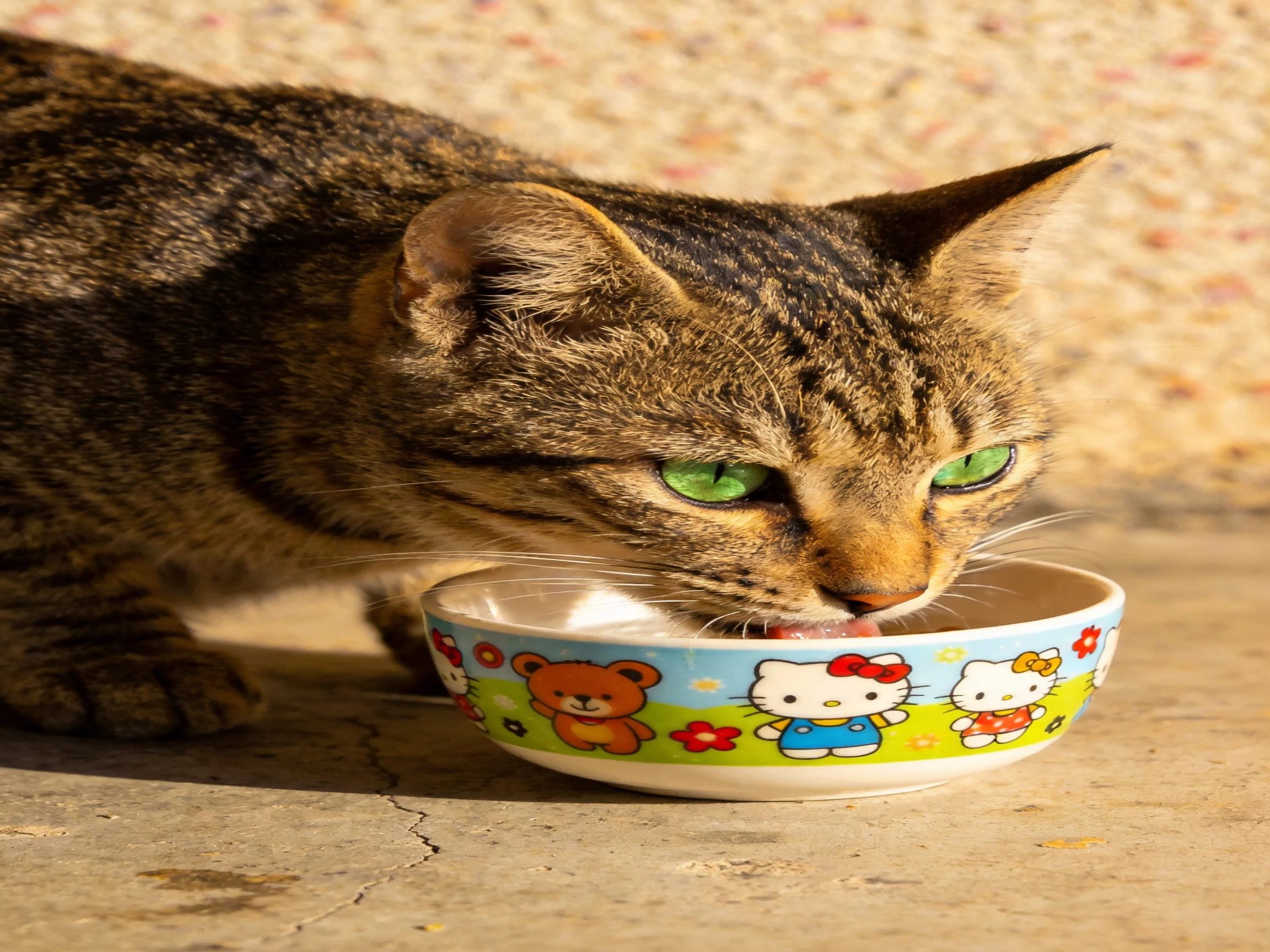 A tabby cat with green eyes drinks from a colorful Hello Kitty bowl