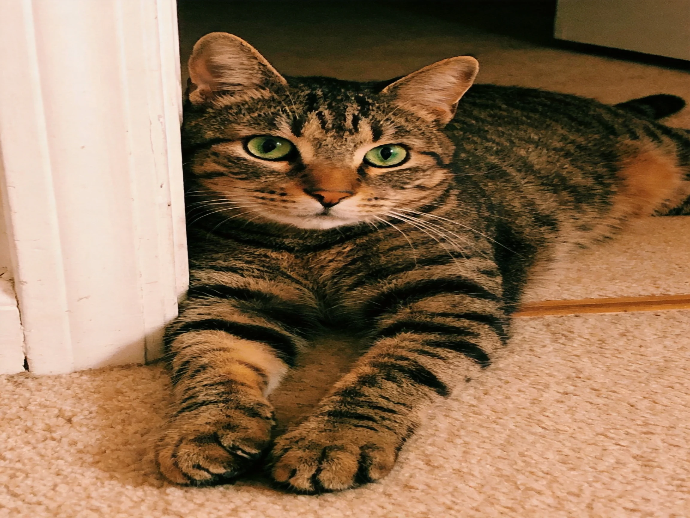 A tabby cat with green eyes lounges beside a white door frame