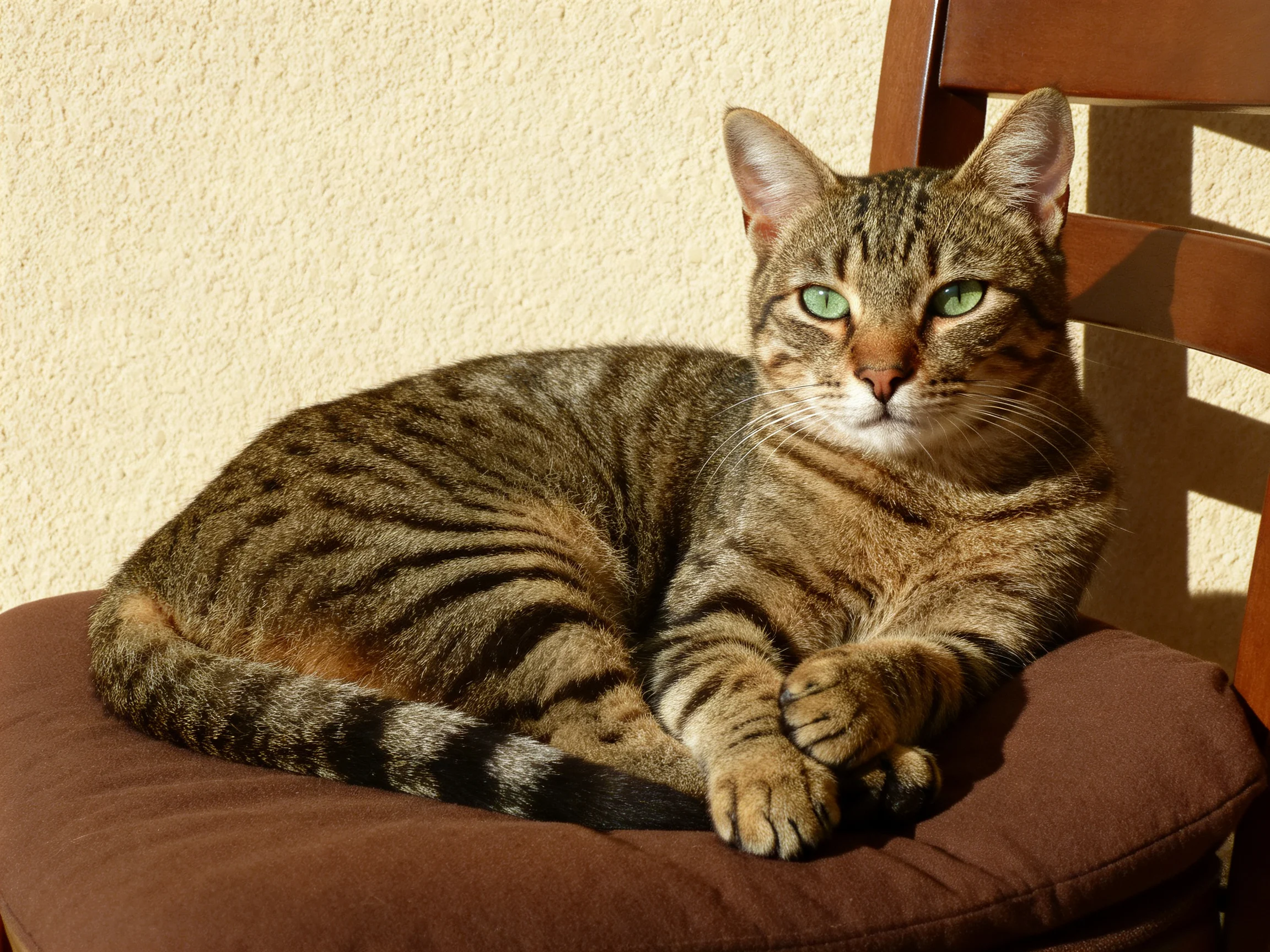 A tabby cat with green eyes lounges on a brown cushioned seat beside a wooden chair