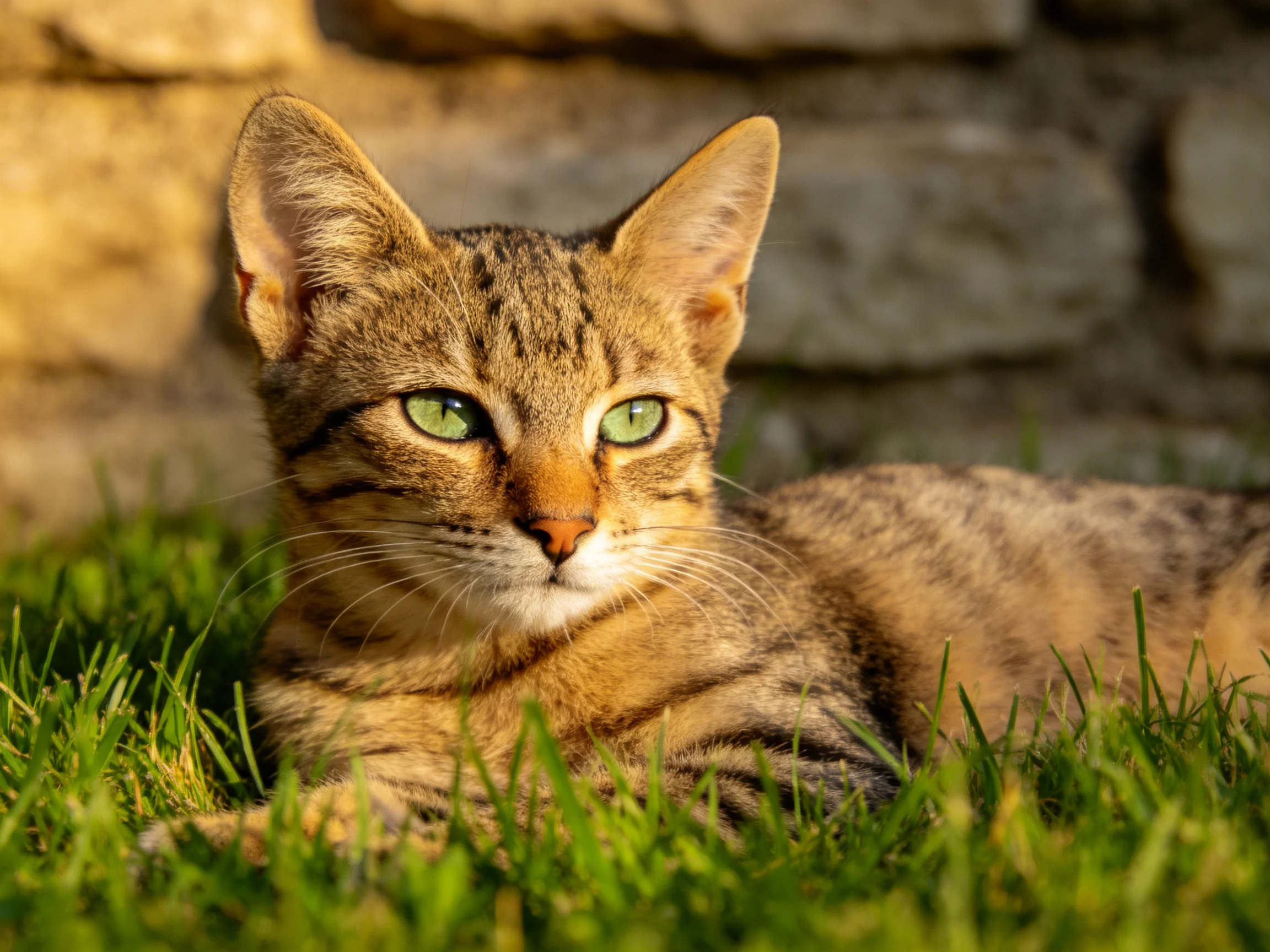 A tabby cat with green eyes lounges on grass near a stone wall