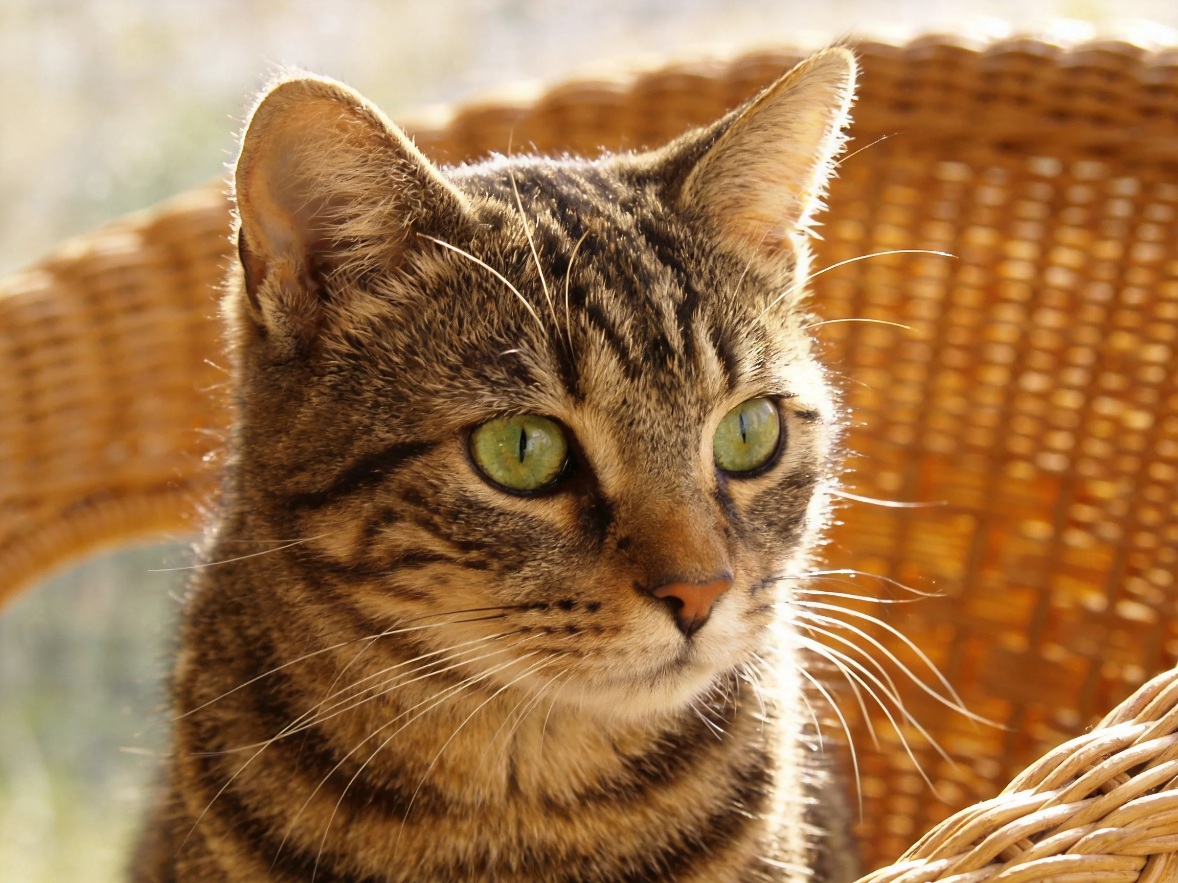 A tabby cat with green eyes on a wicker chair