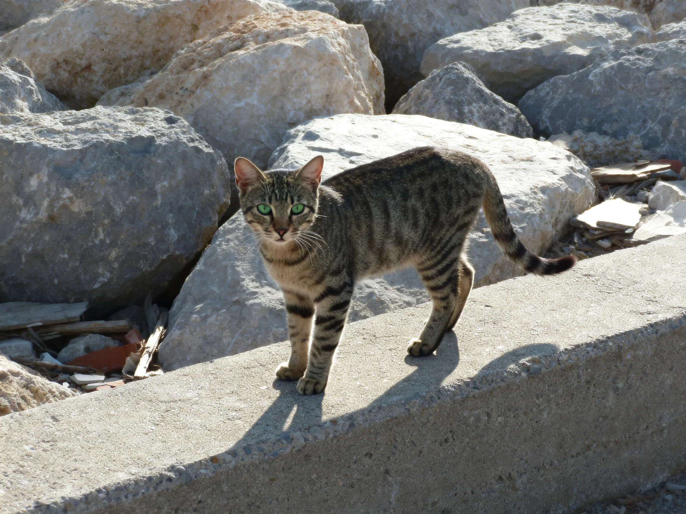 A tabby cat with green eyes on concrete near large rocks