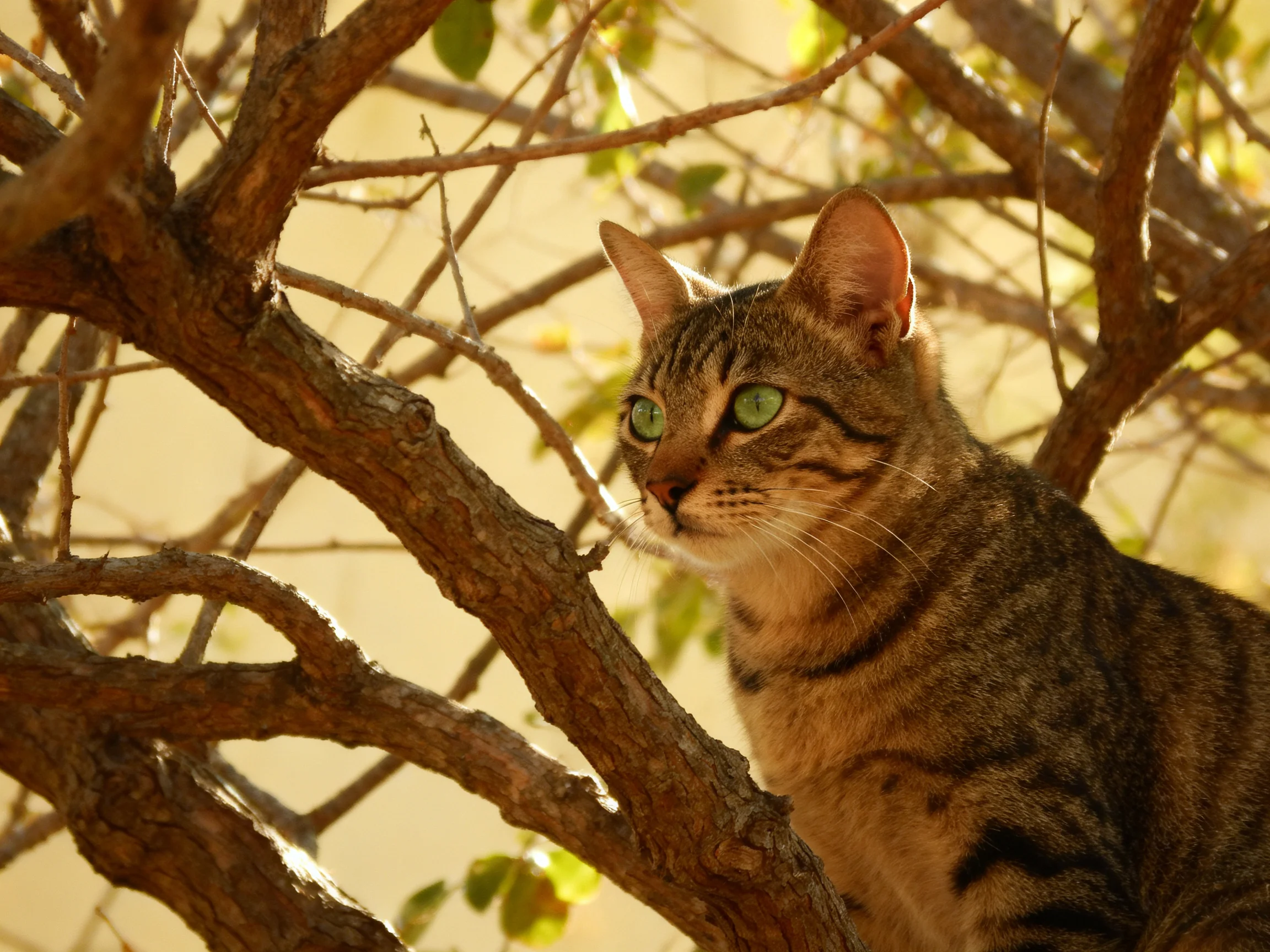 A tabby cat with green eyes rests among branches in a sunlit area.