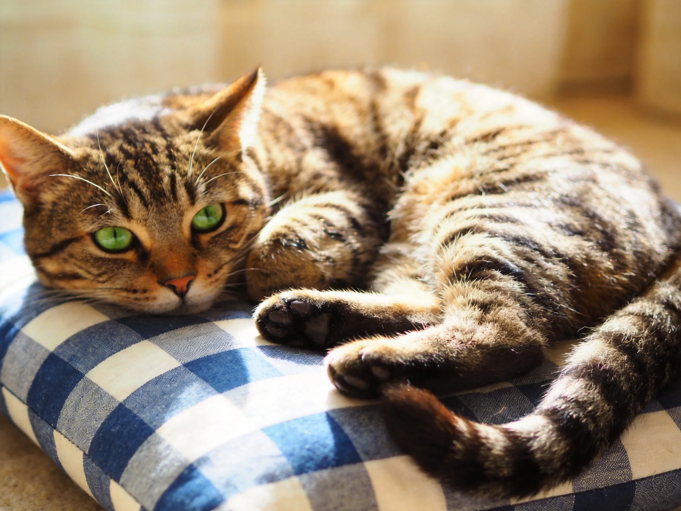 A tabby cat with green eyes relaxes on a blue-and-white checkered cushion.