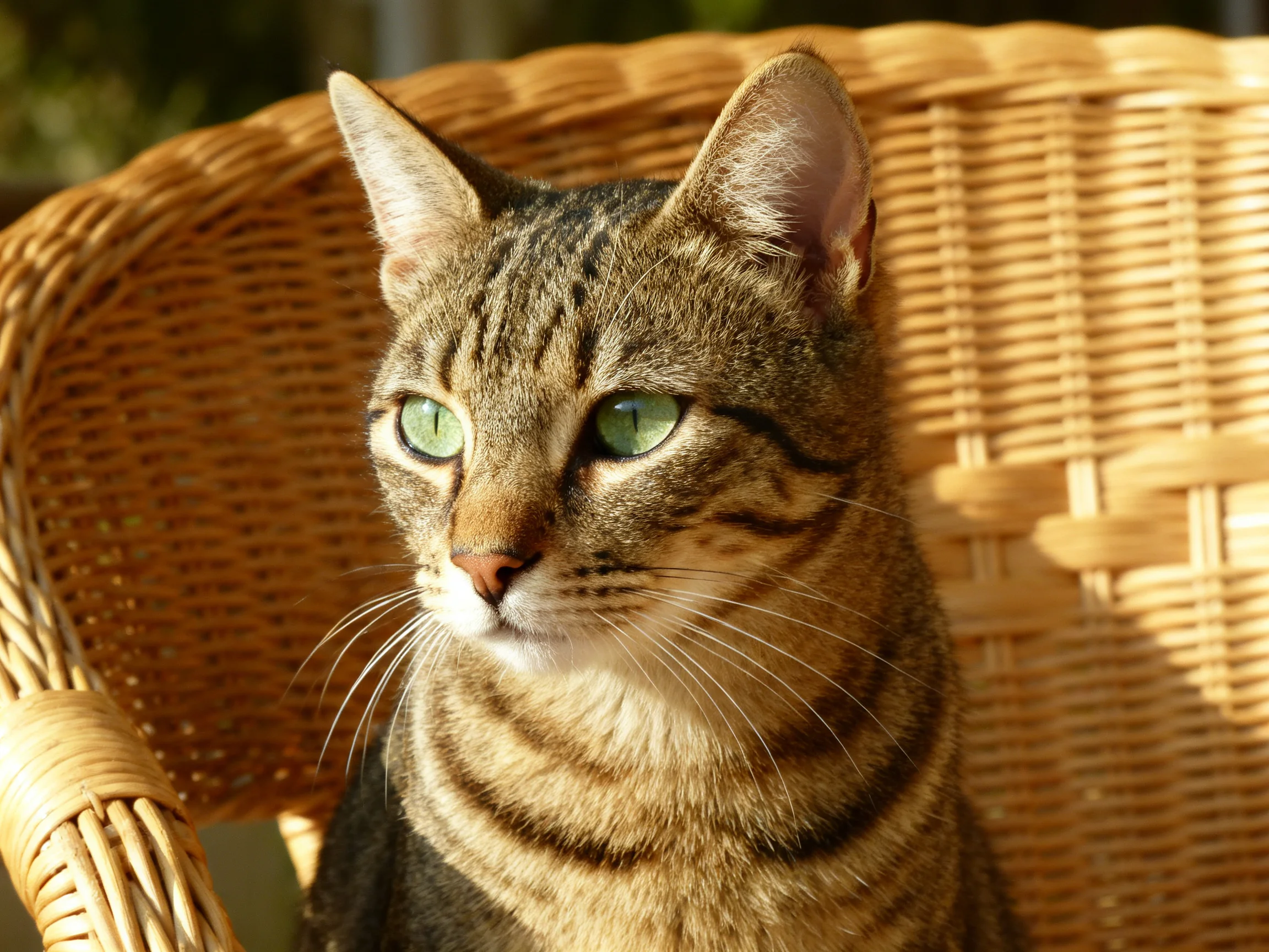 A tabby cat with green eyes rests calmly on a woven wicker chair.