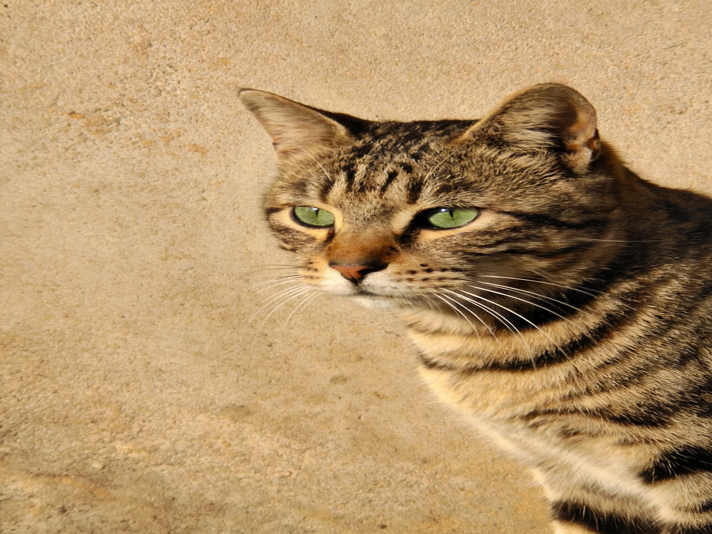 A tabby cat with green eyes sits beside a plain beige wall.
