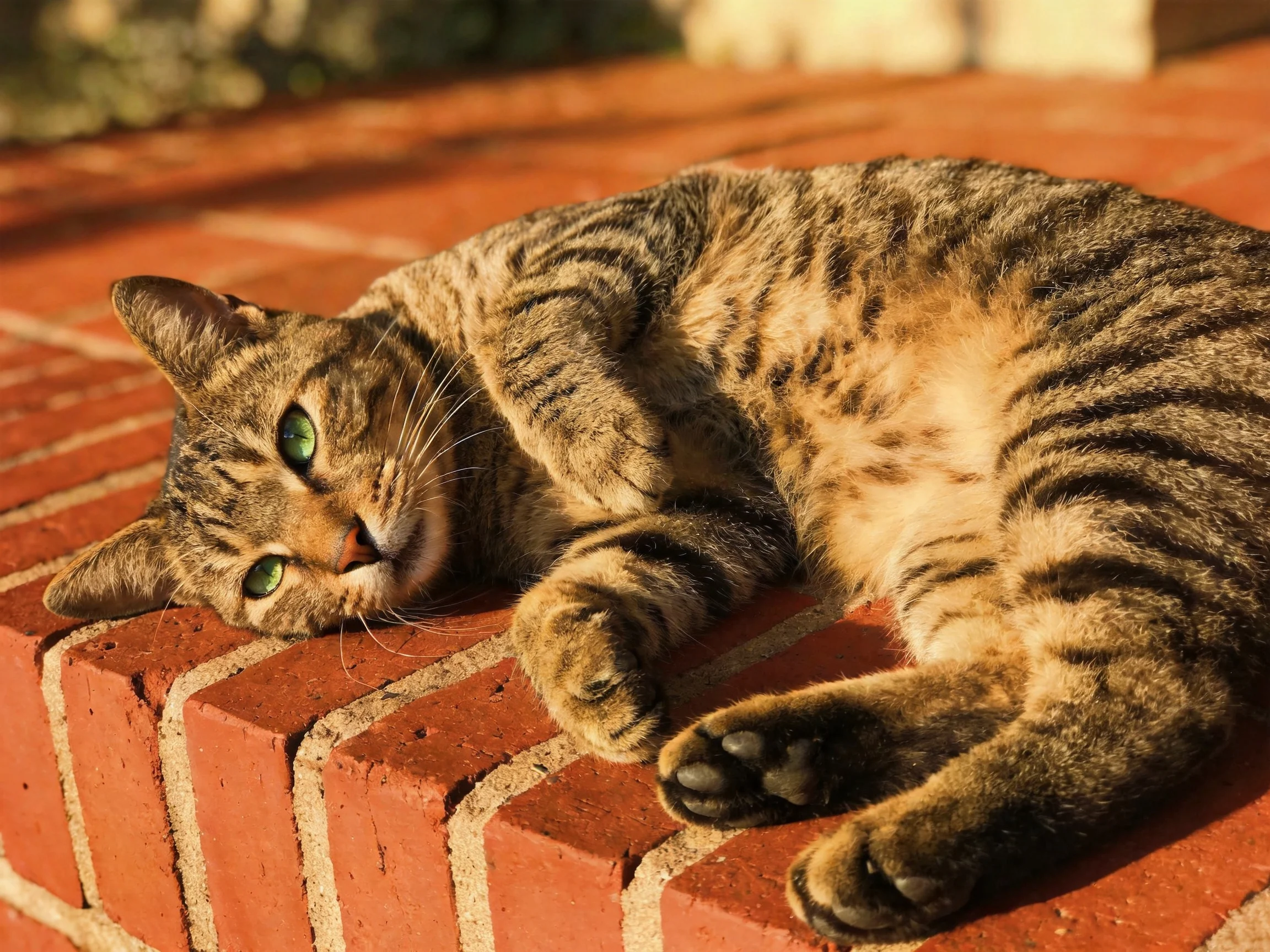 A tabby cat with green eyes relaxes on a red brick ledge in sunlight.