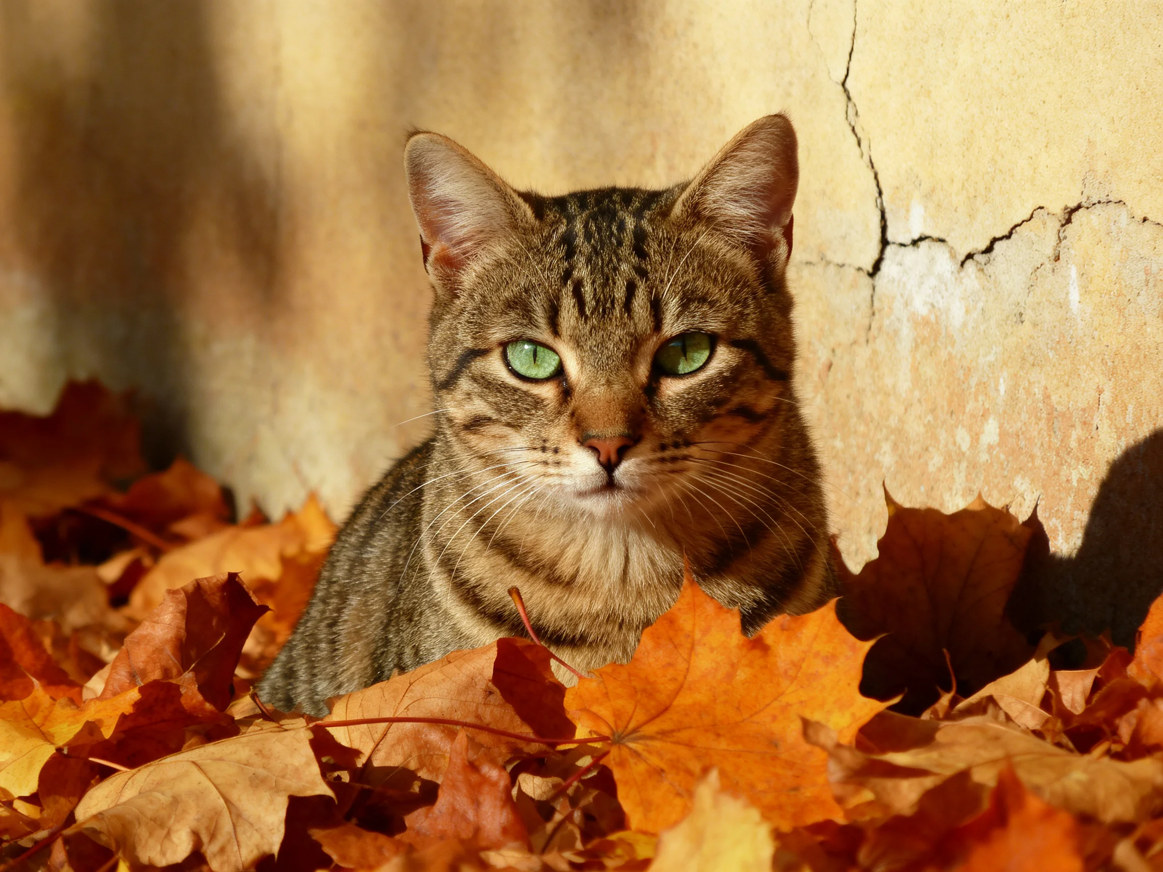 A tabby cat with green eyes is nestled among autumn leaves beside a cracked wall