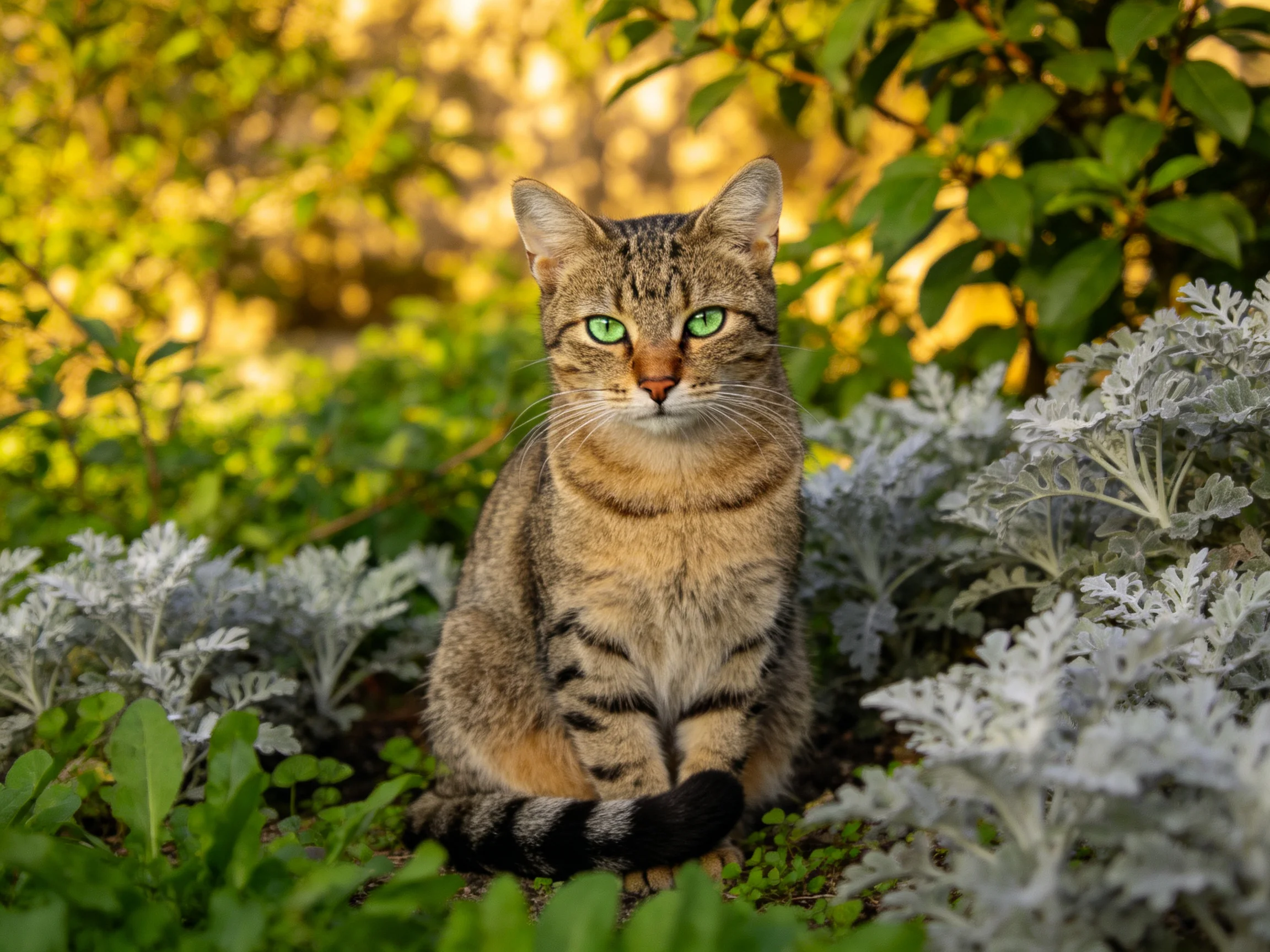 A tabby cat with green eyes sits in a sunlit garden among varied plants.