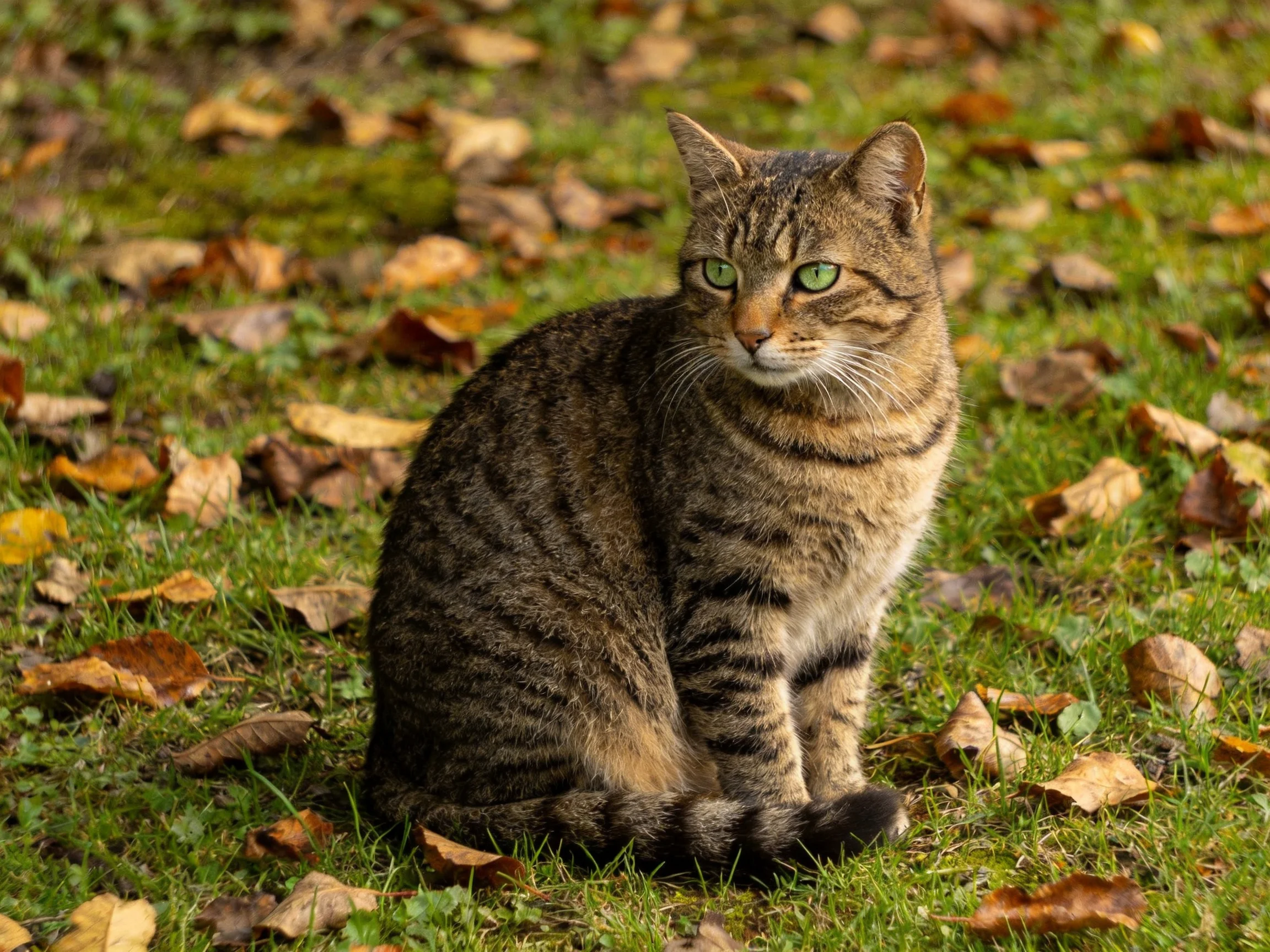 A tabby cat with green eyes rests amid fallen autumn leaves on grass.
