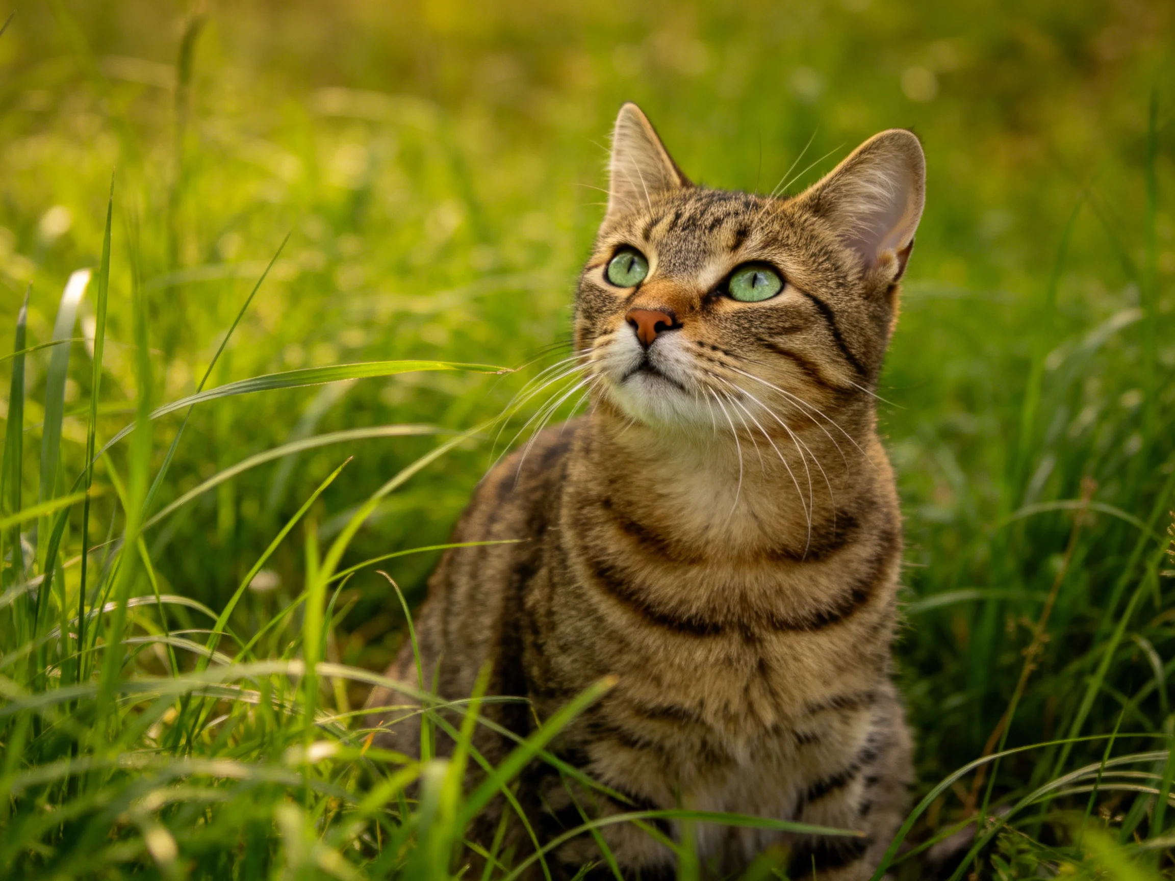 A tabby cat with green eyes is surrounded by tall green grass.