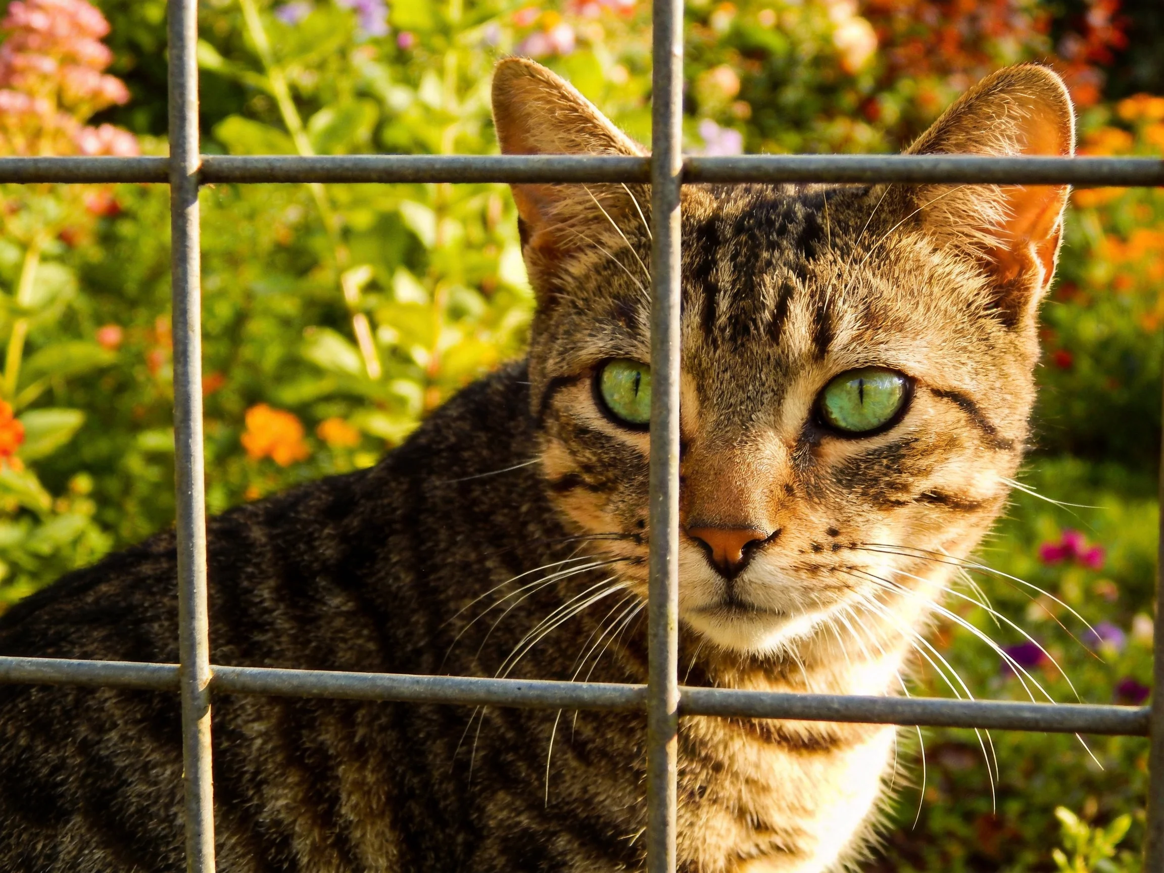 A tabby cat with green eyes is framed by a metal fence in a flower-filled environment.