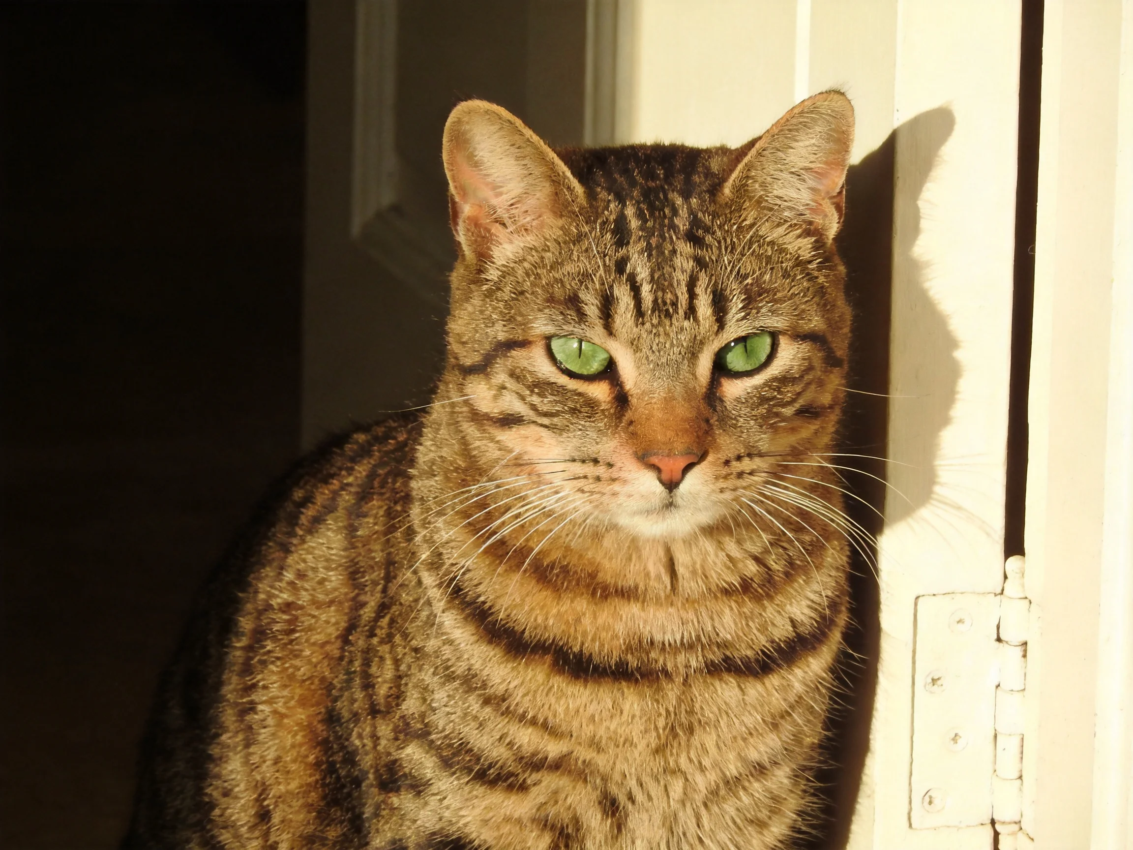 A tabby cat with green eyes rests near a white door frame.