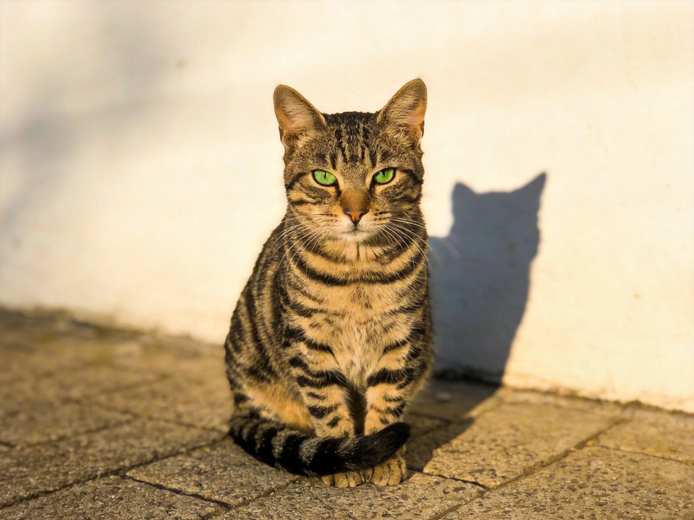 A tabby cat with green eyes sits near a white wall.