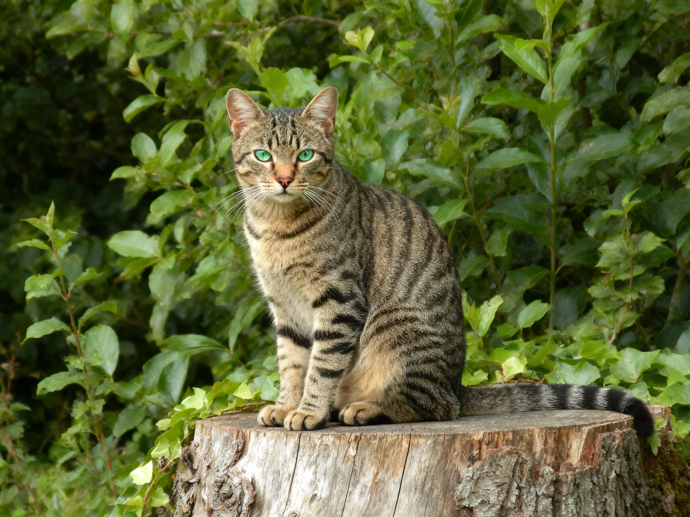 A tabby cat with green eyes sits on a tree stump in a lush, green outdoor space.