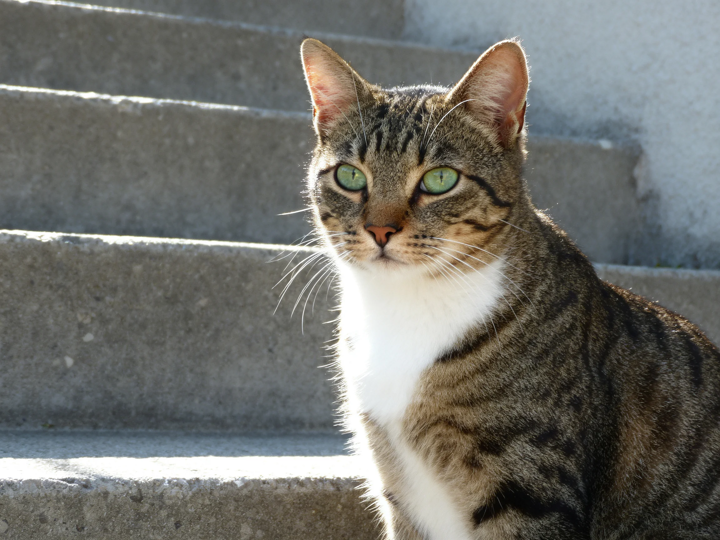 A tabby cat with green eyes sits calmly on outdoor concrete steps.