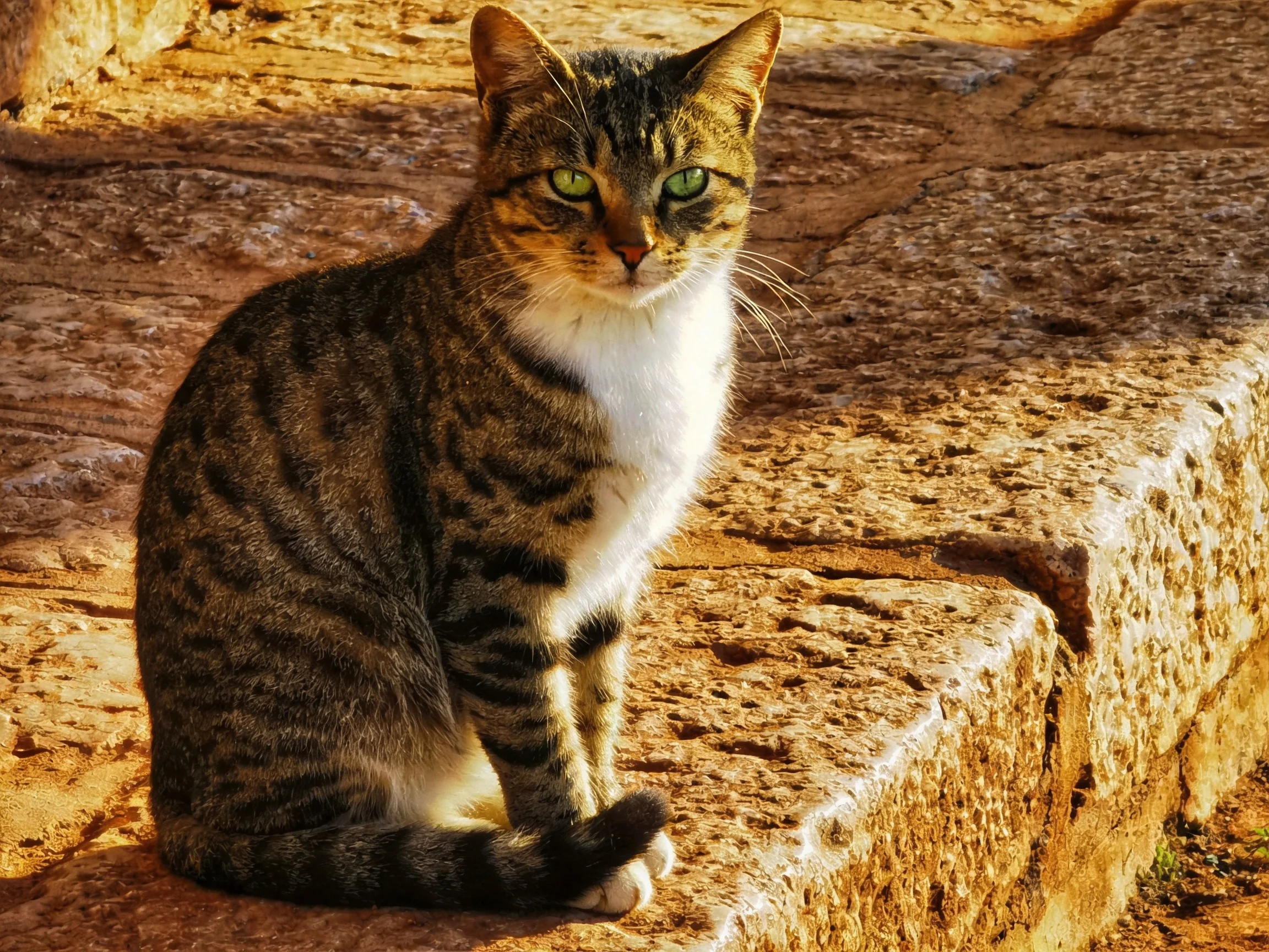 A tabby cat with green eyes rests on aged stone steps.