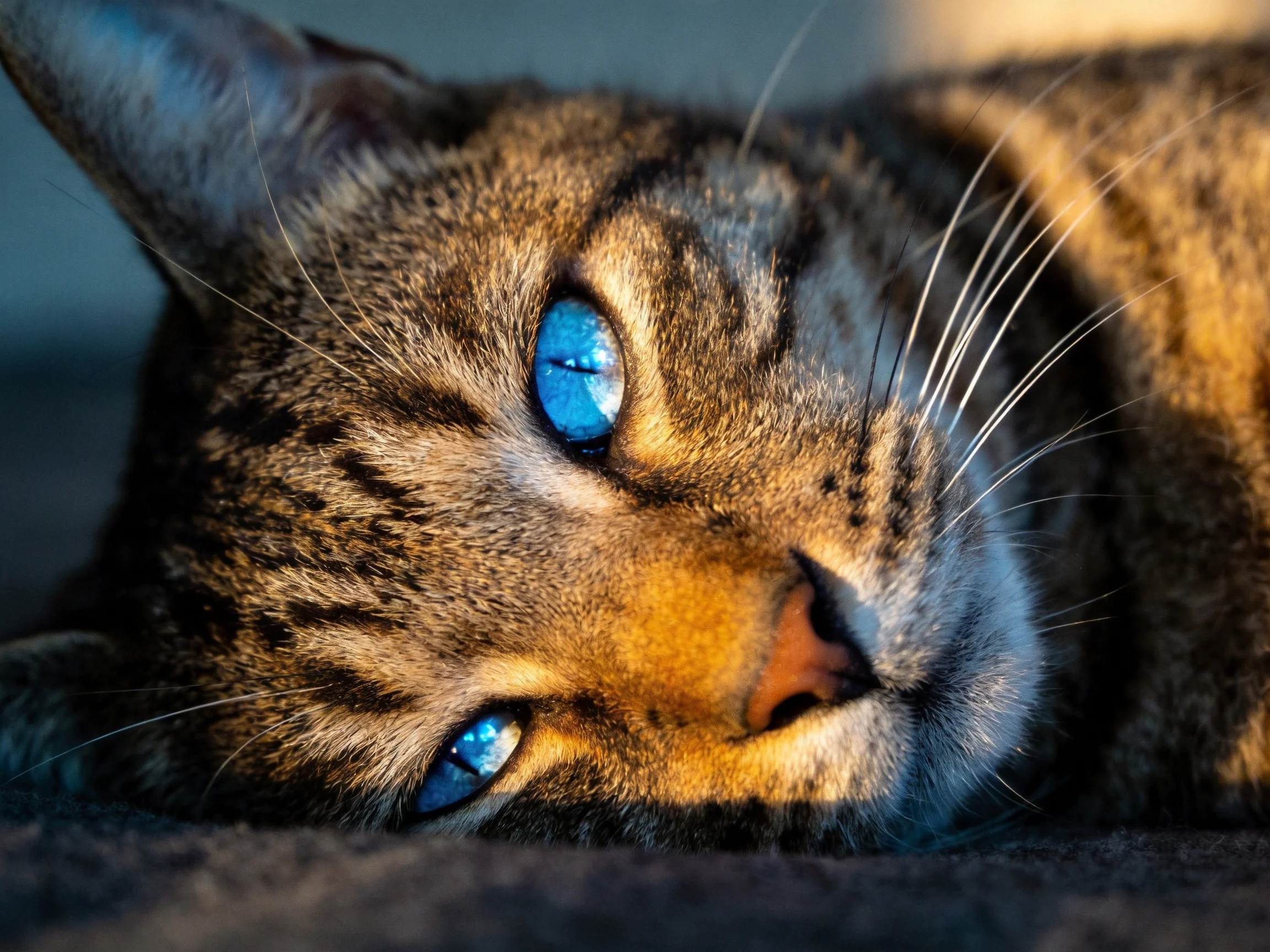 A tabby cat with blue eyes rests on a dark surface in warm light.