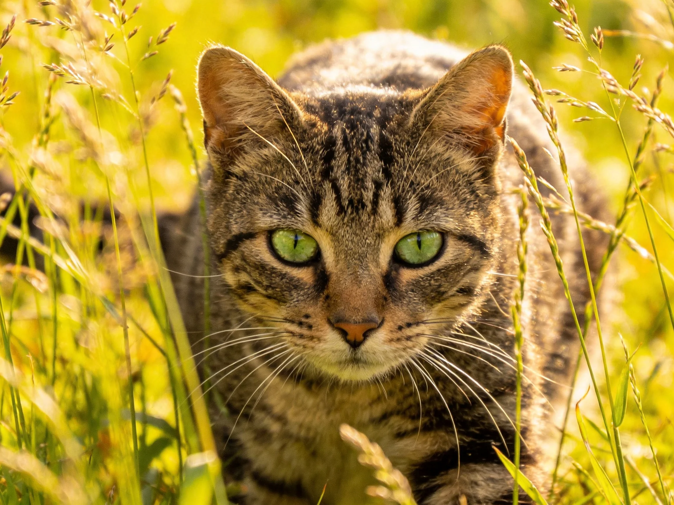 A tabby cat with green eyes is partially hidden in tall grass.