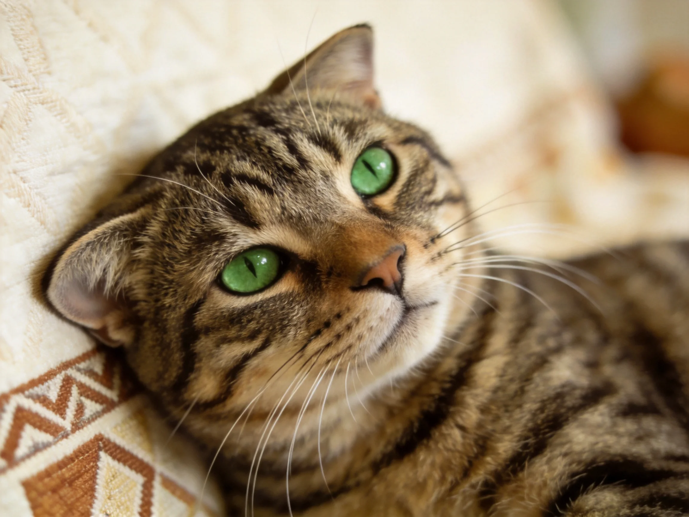 A tabby cat with green eyes rests on a patterned fabric