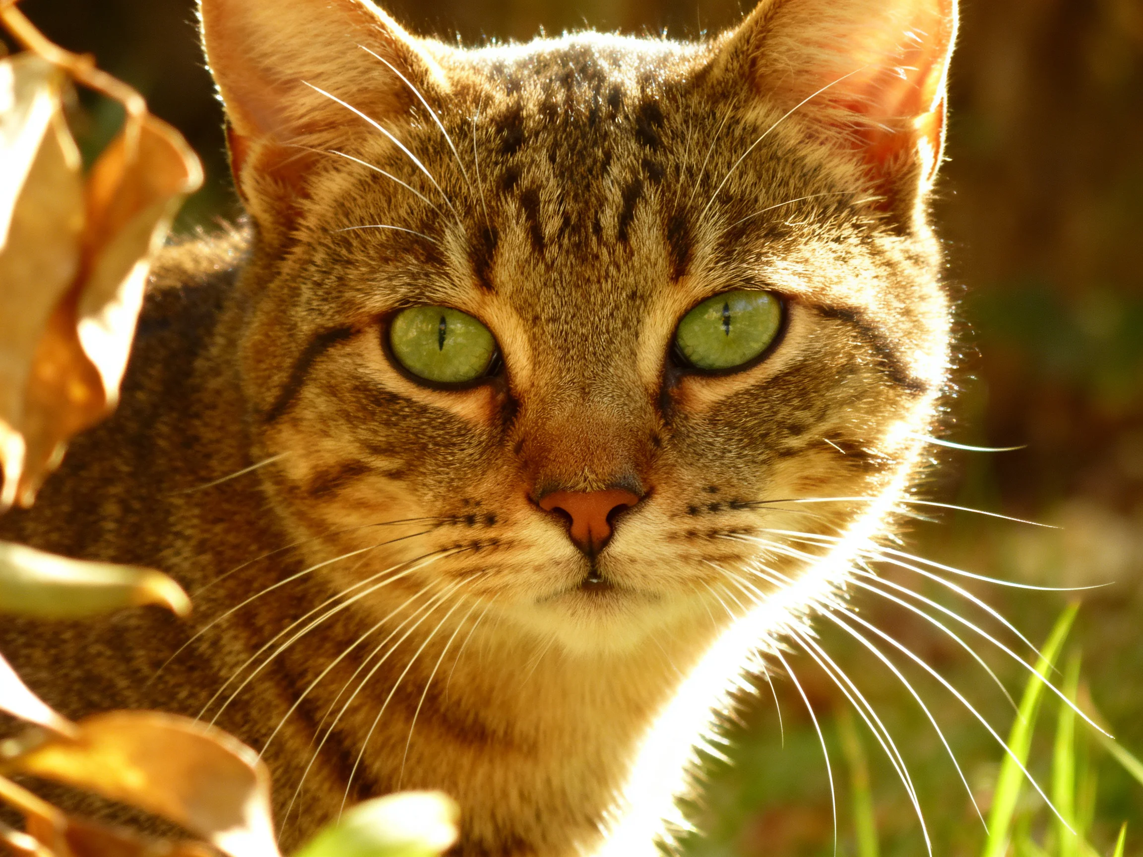 A tabby cat with vivid green eyes is surrounded by golden and green vegetation.