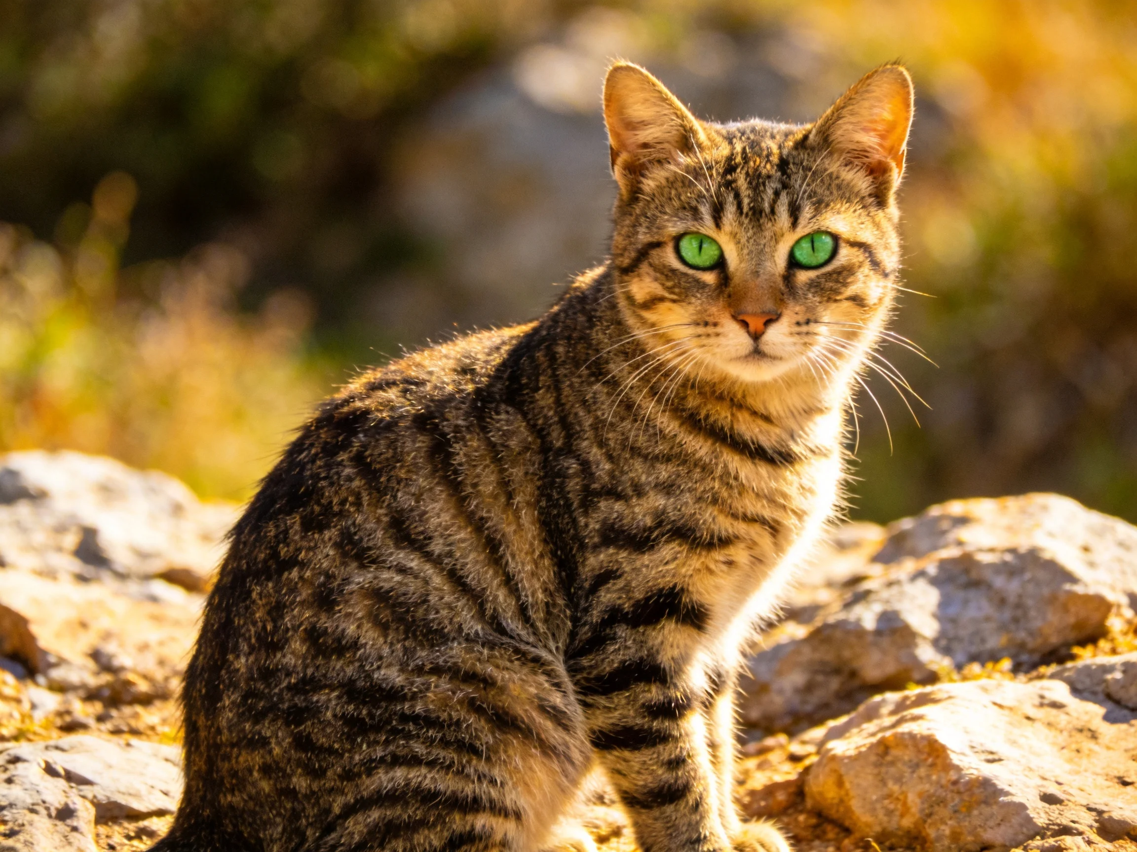 A tabby cat with green eyes sits calmly among rocks in a sunlit outdoor setting.