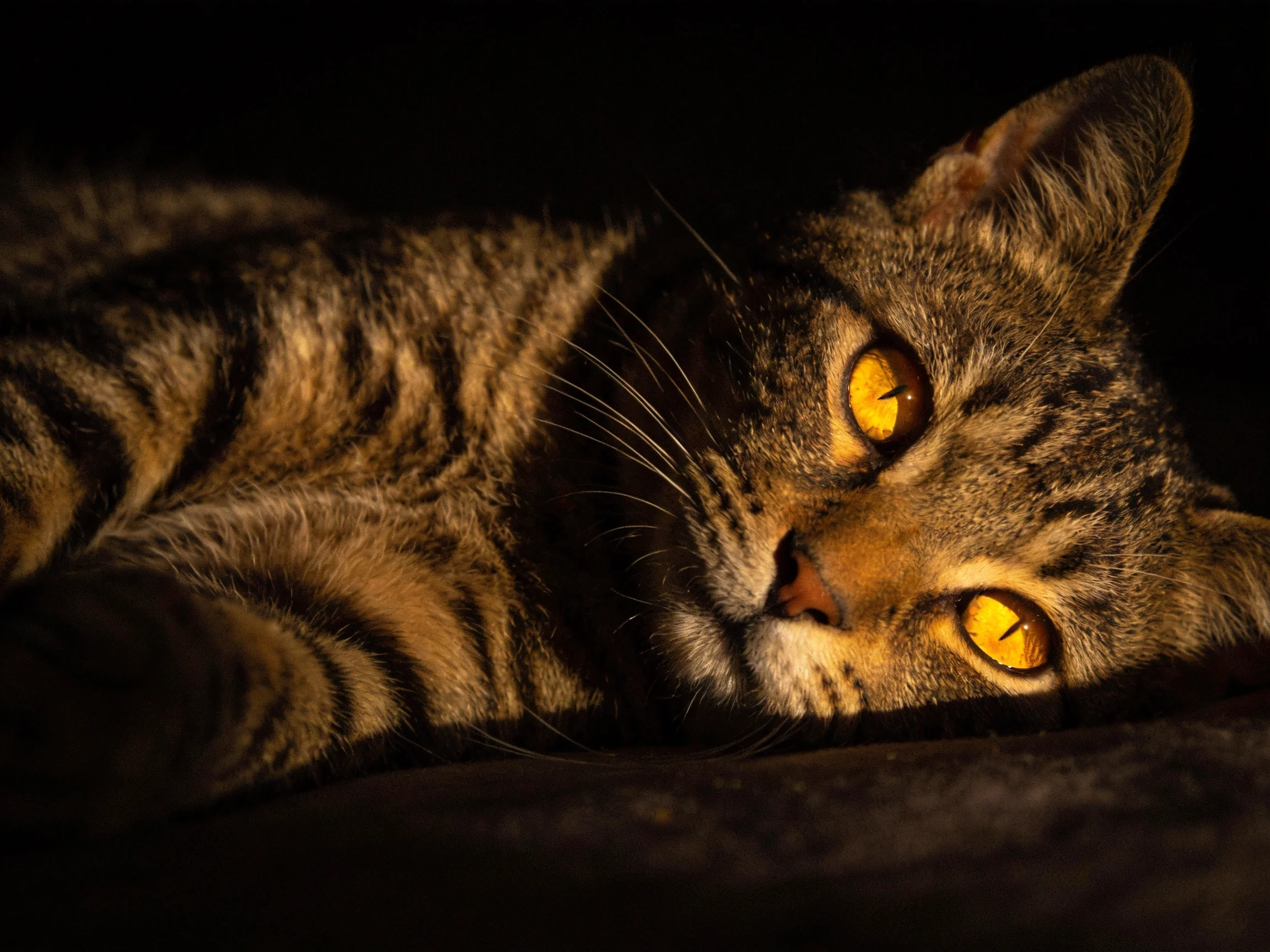 A tabby cat with bright yellow eyes rests on a dark surface.