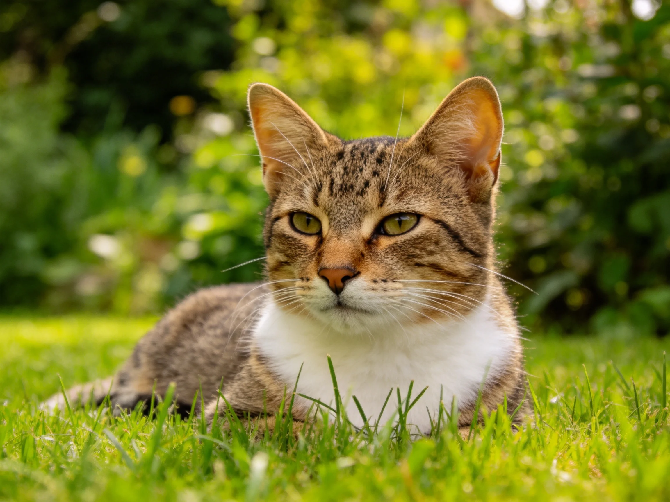 A tabby cat with white chest rests on green grass in sunny garden