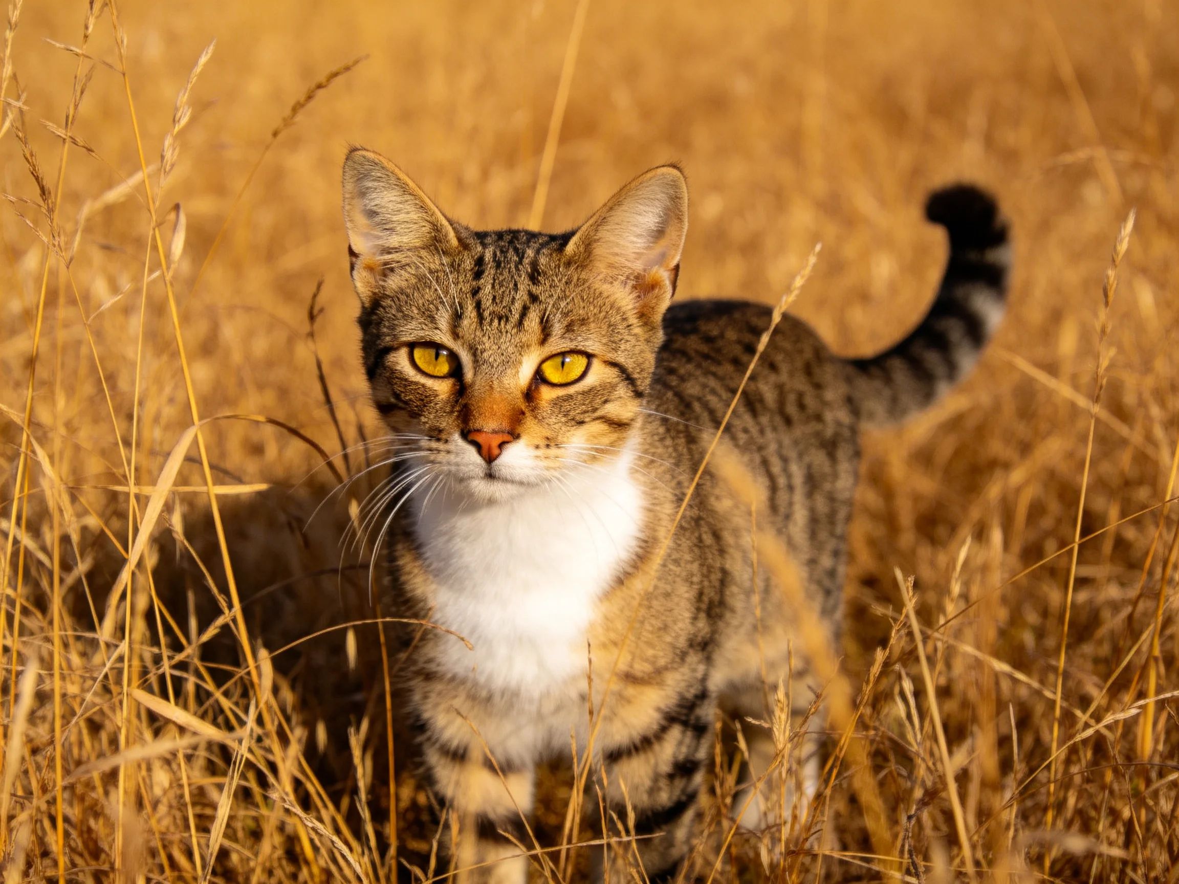 A tabby cat with yellow eyes stands in golden grass.