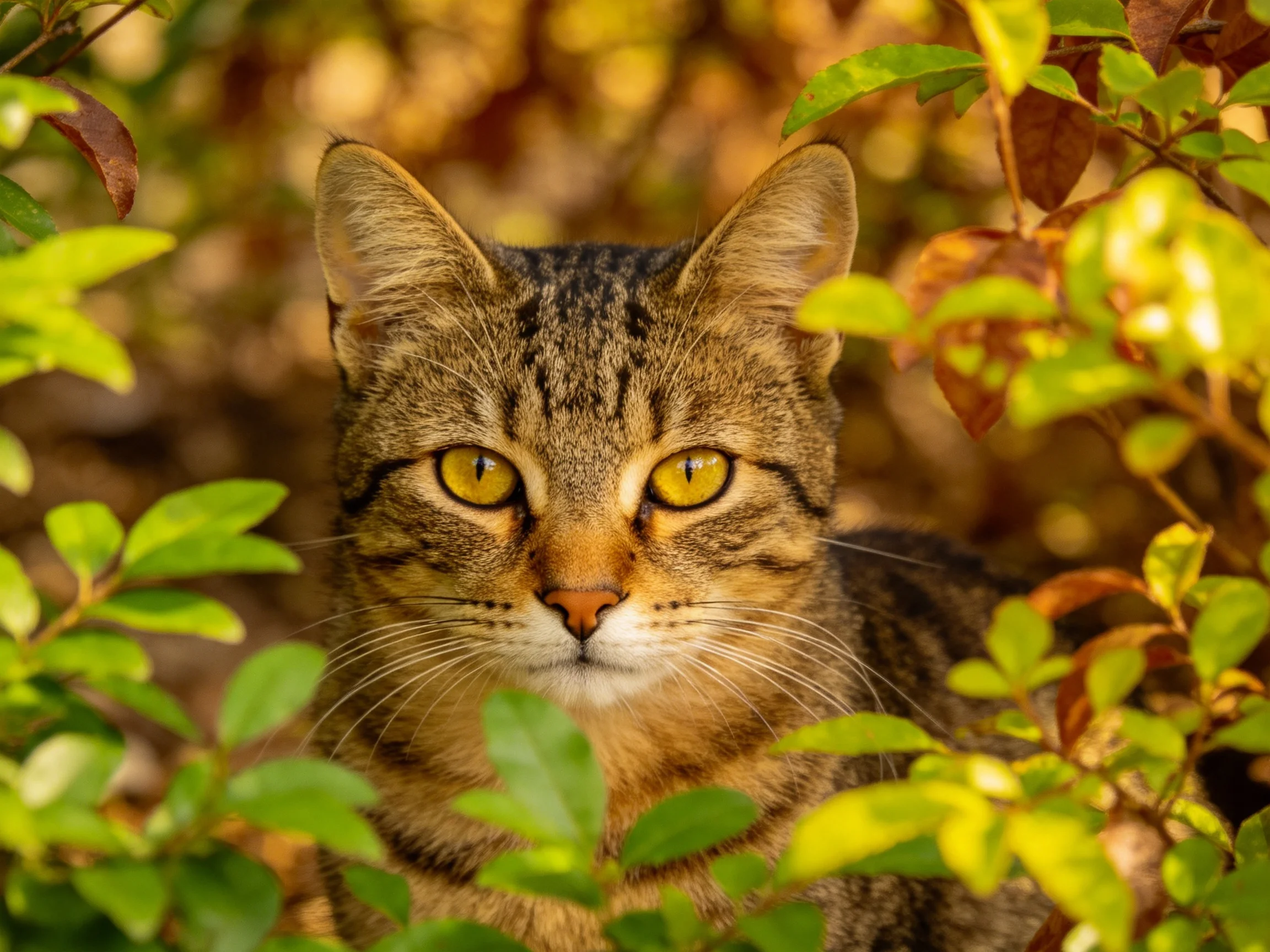A tabby cat with yellow eyes nestled among vibrant green and autumnal foliage