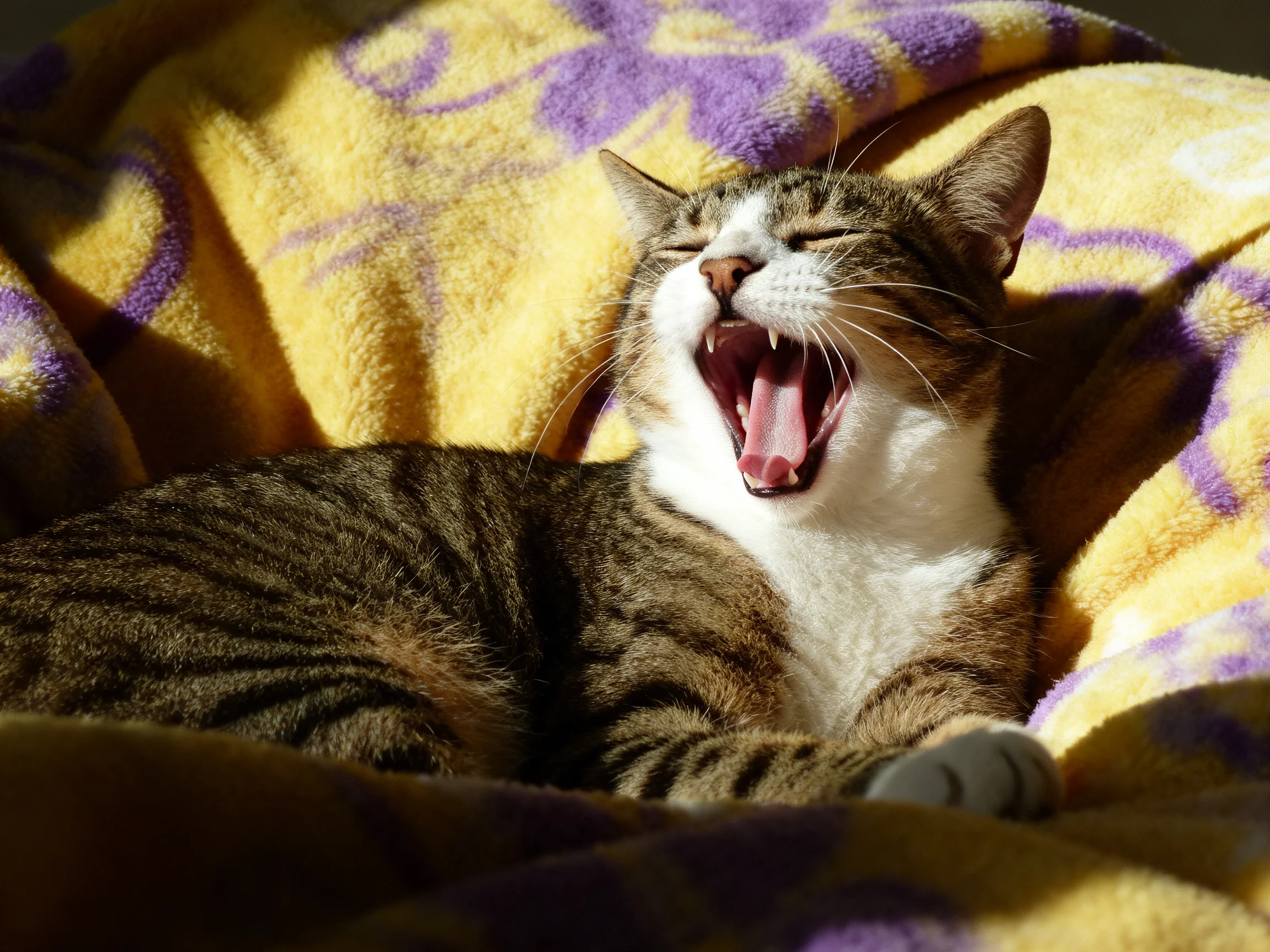 A tabby cat yawns while resting on a colorful blanket.