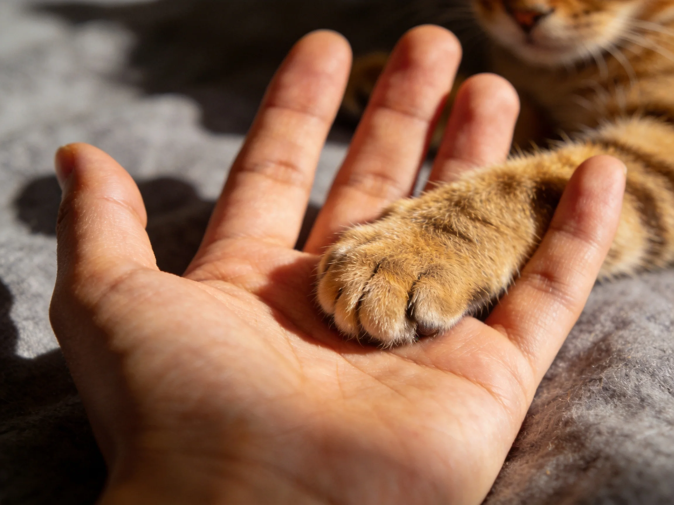 A tabby cat’s orange paw rests in an open human hand