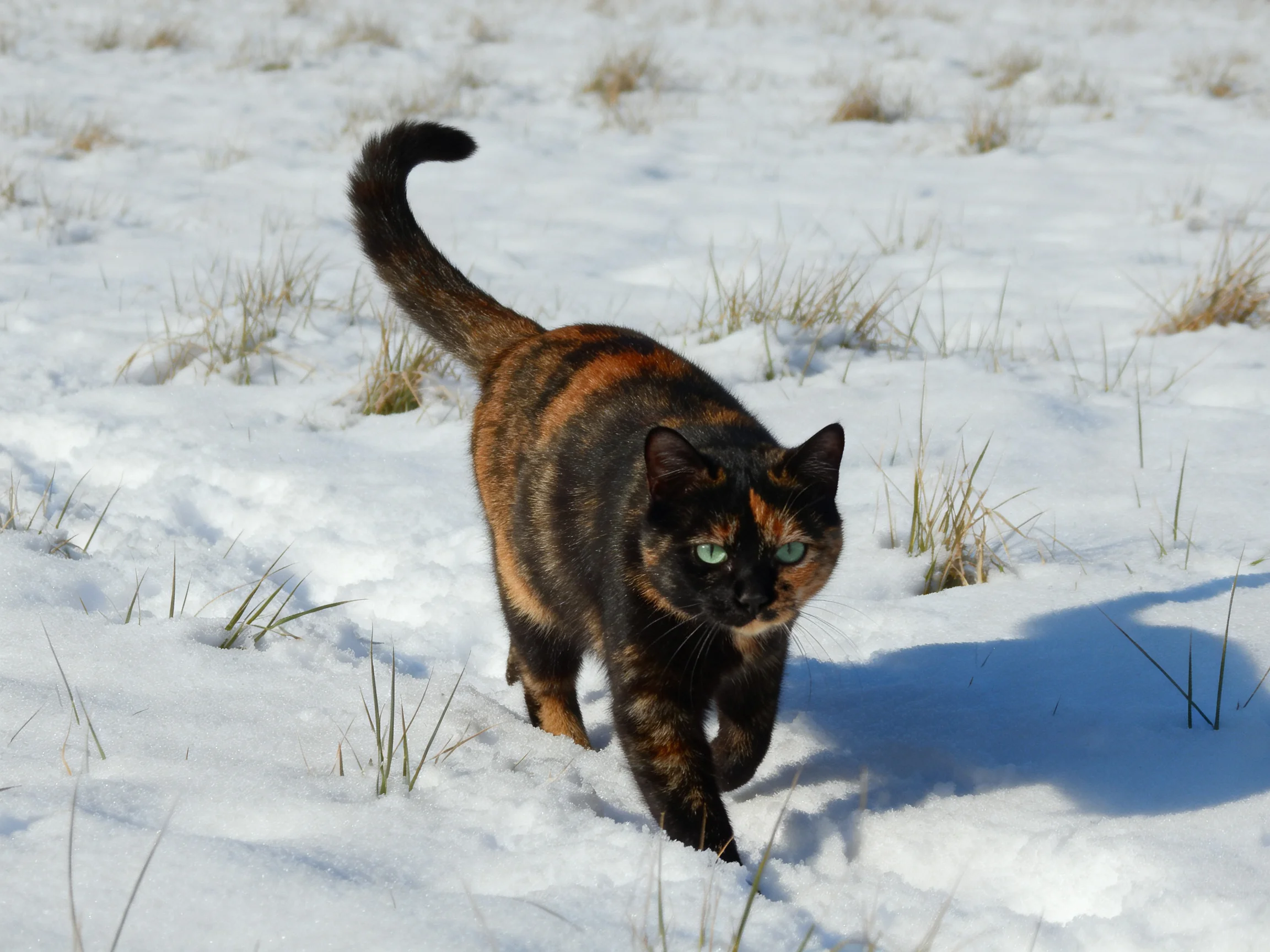 A tortoiseshell cat explores a snow-dusted field with sparse grass