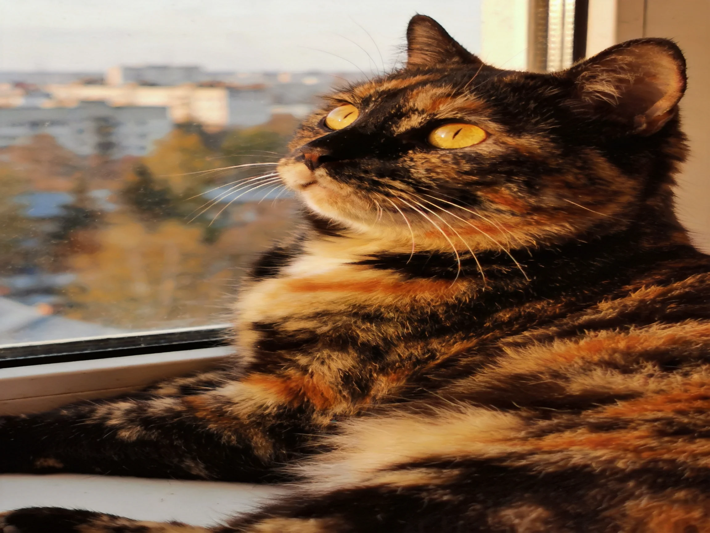 A tortoiseshell cat relaxes near a sunlit window with a city view.