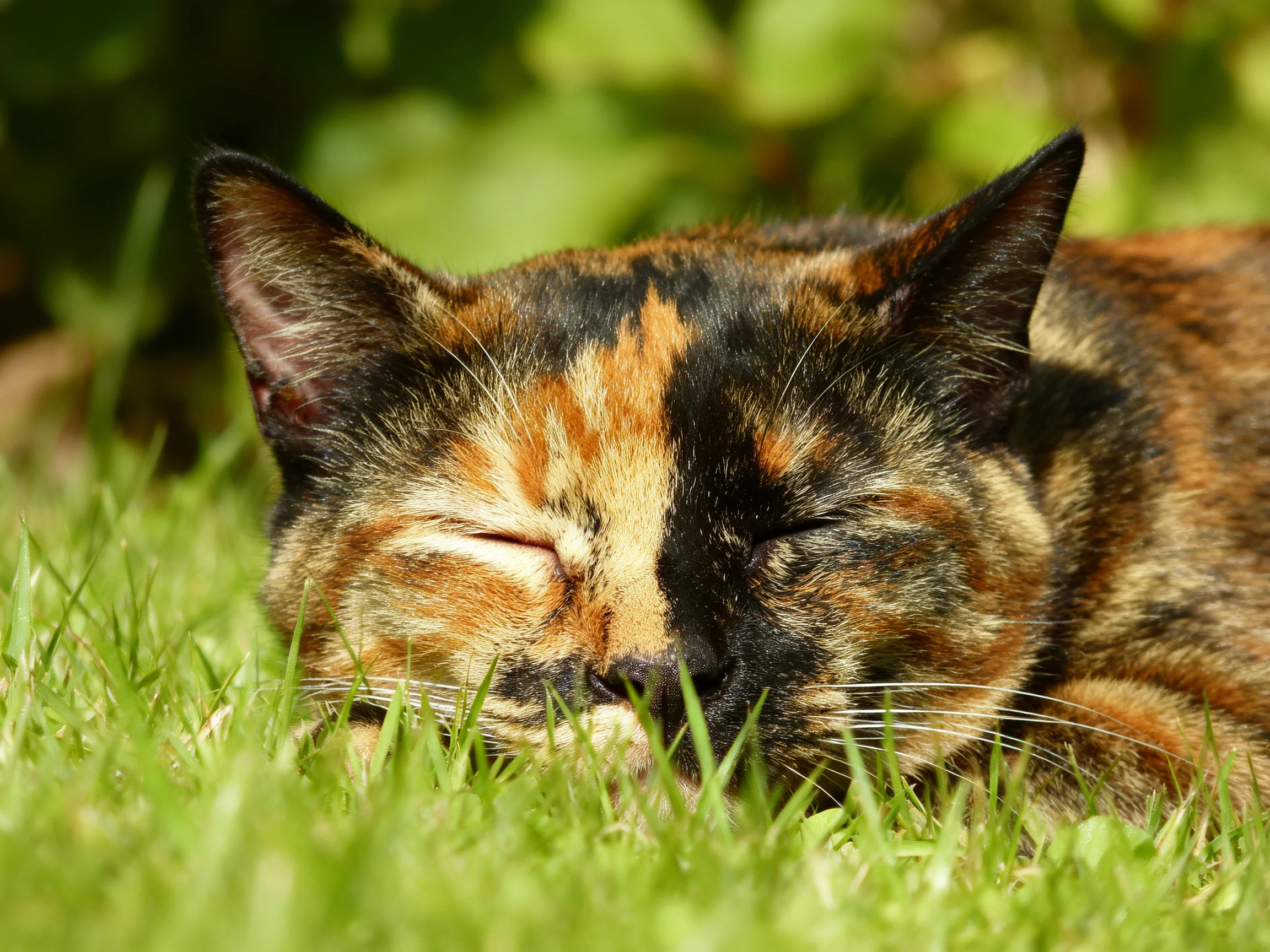 A tortoiseshell cat peacefully naps in lush green grass