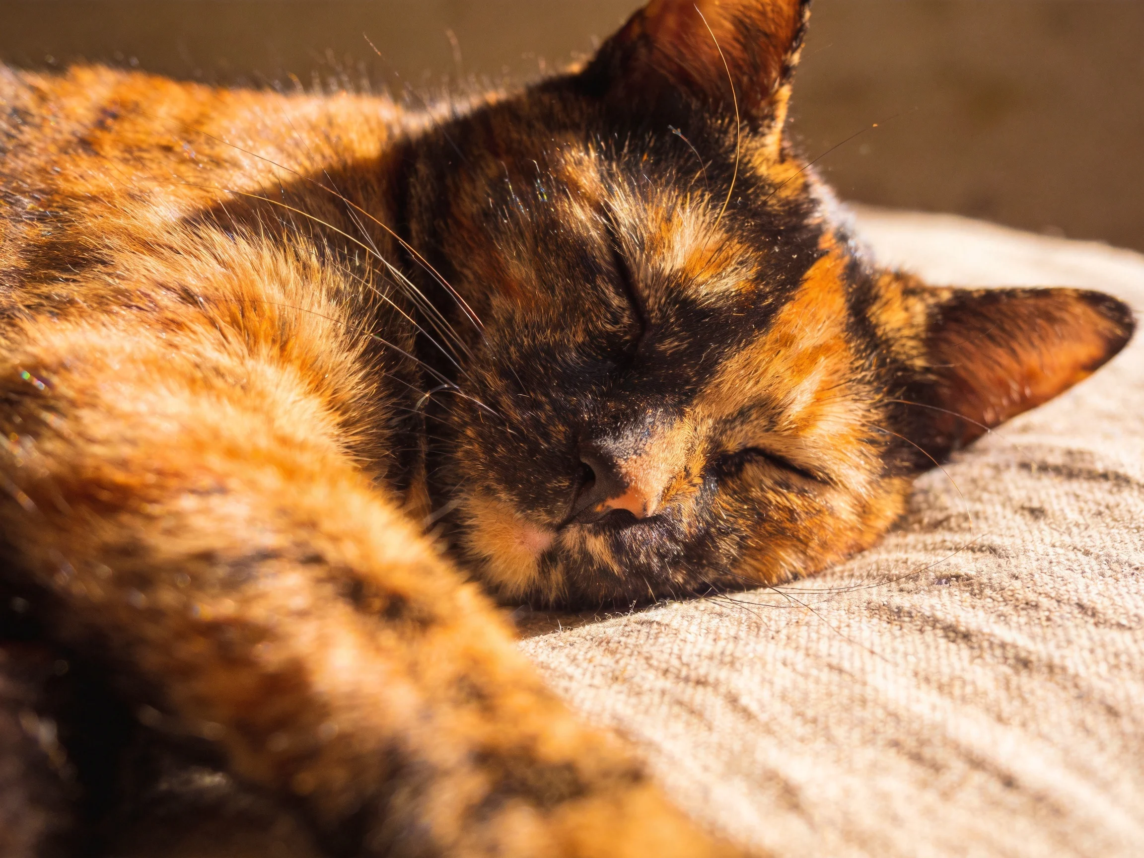 A tortoiseshell cat peacefully sleeps on a textured beige cushion in warm sunlight