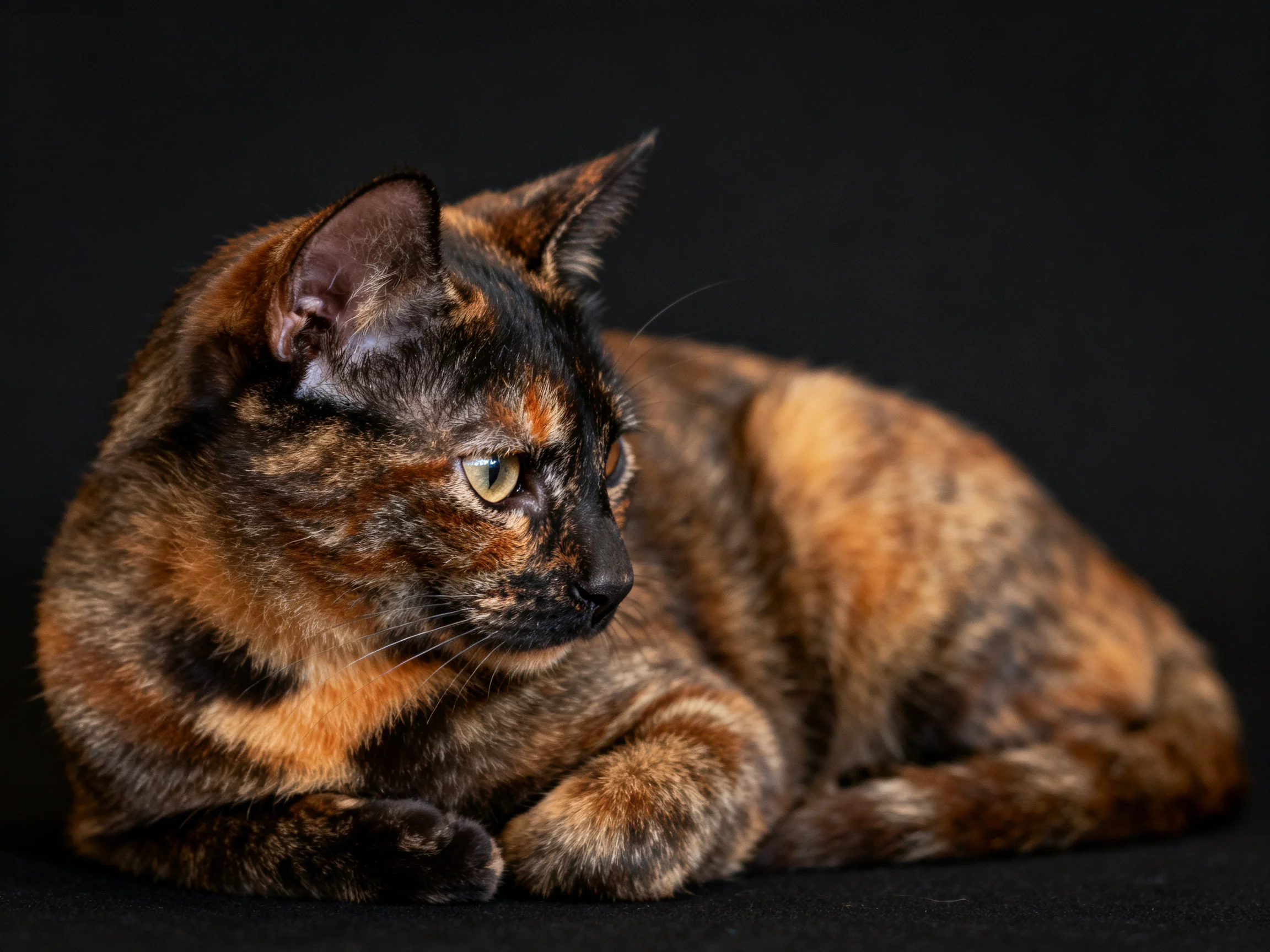 A tortoiseshell cat sits calmly on a black backdrop.