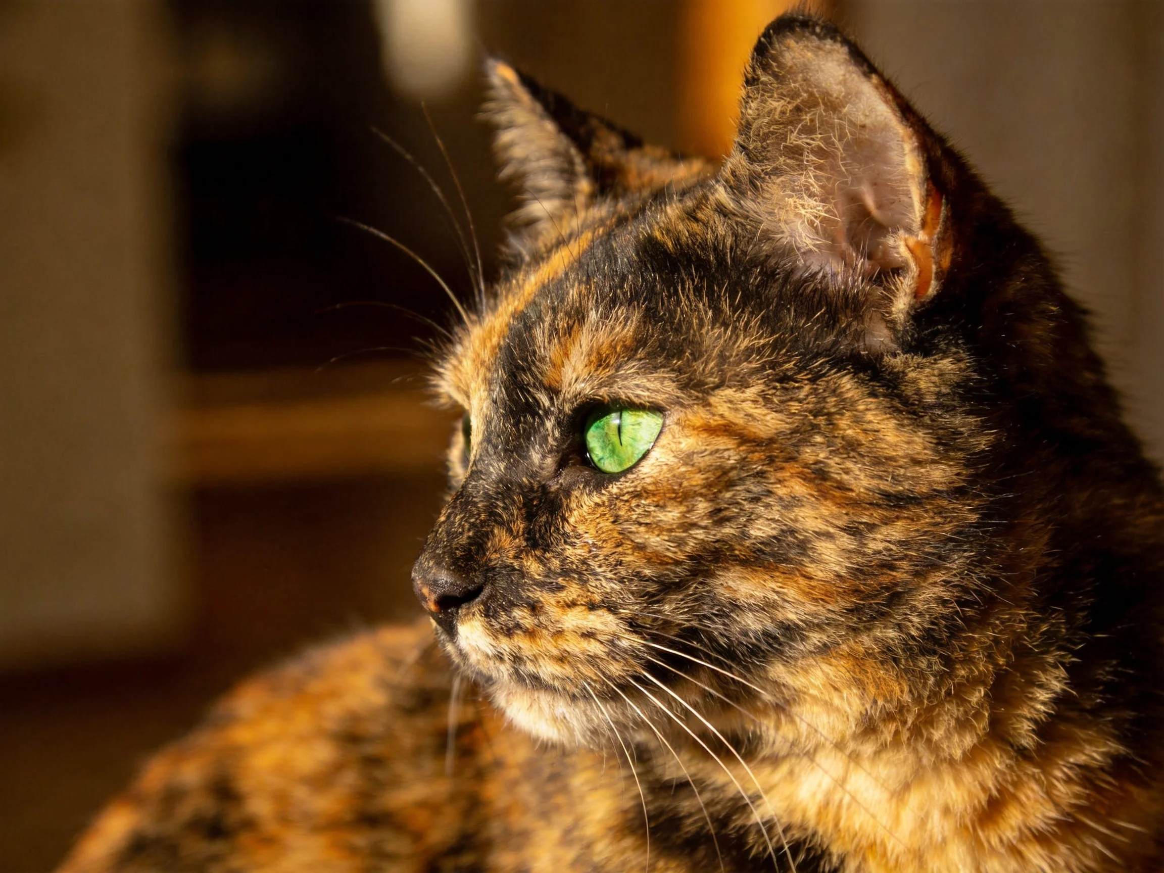 A tortoiseshell cat looks attentively in a warmly lit indoor space.
