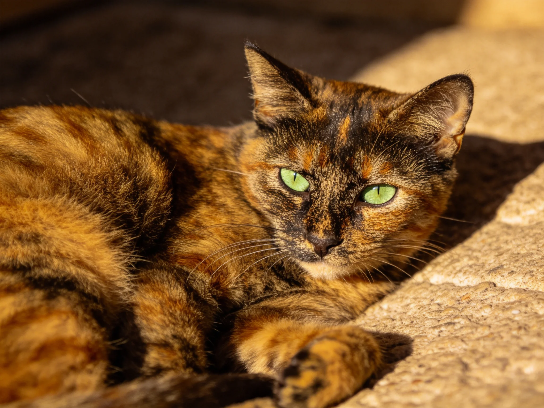 A tortoiseshell cat with green eyes rests on a stone surface.
