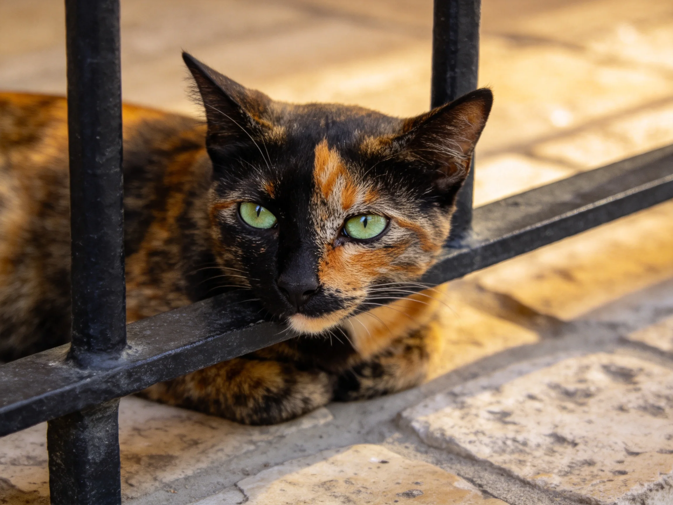A tortoiseshell cat with green eyes sits by black metal bars on a stone surface