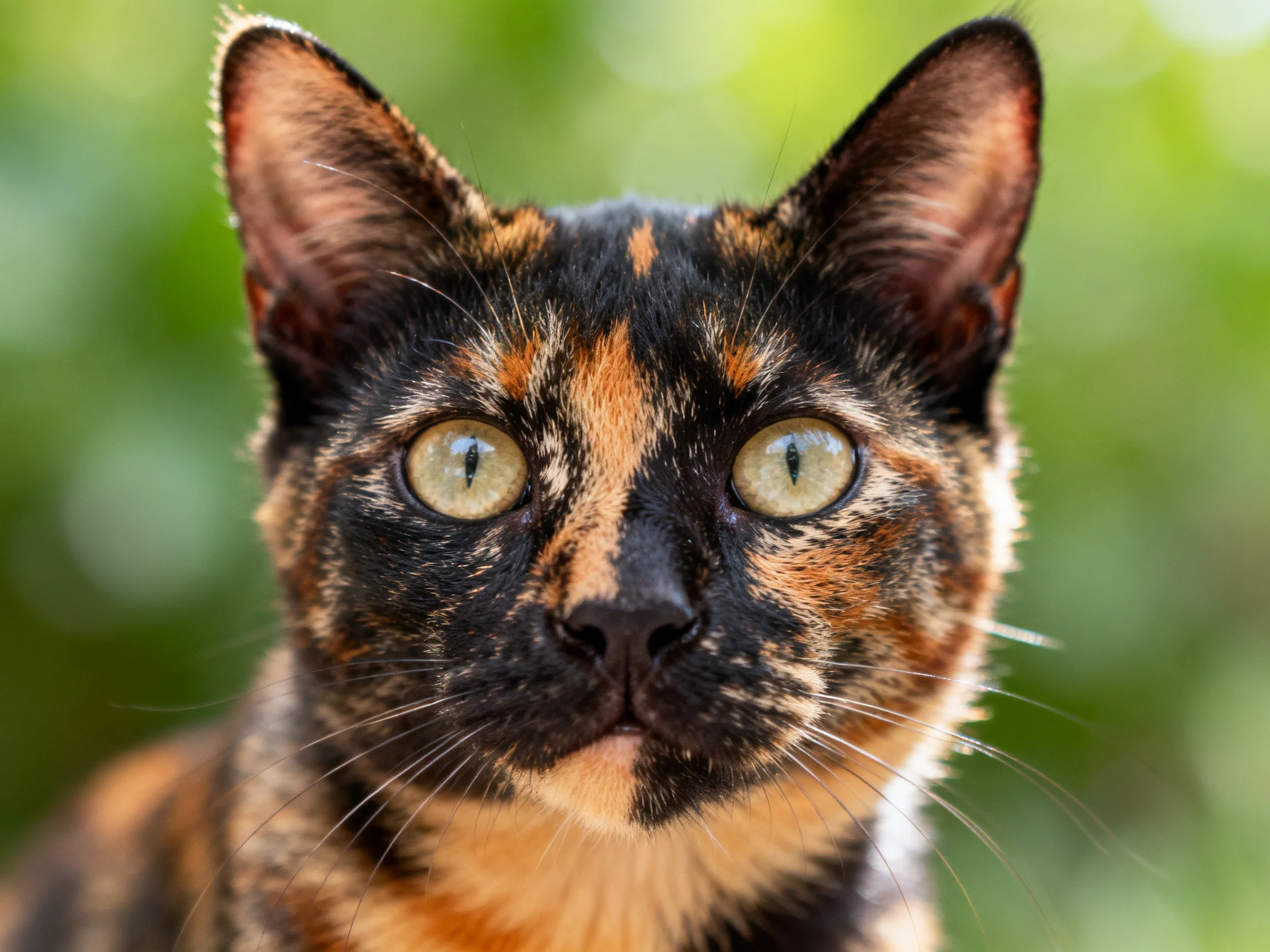 A tortoiseshell cat gazes directly at the camera with bright green eyes.